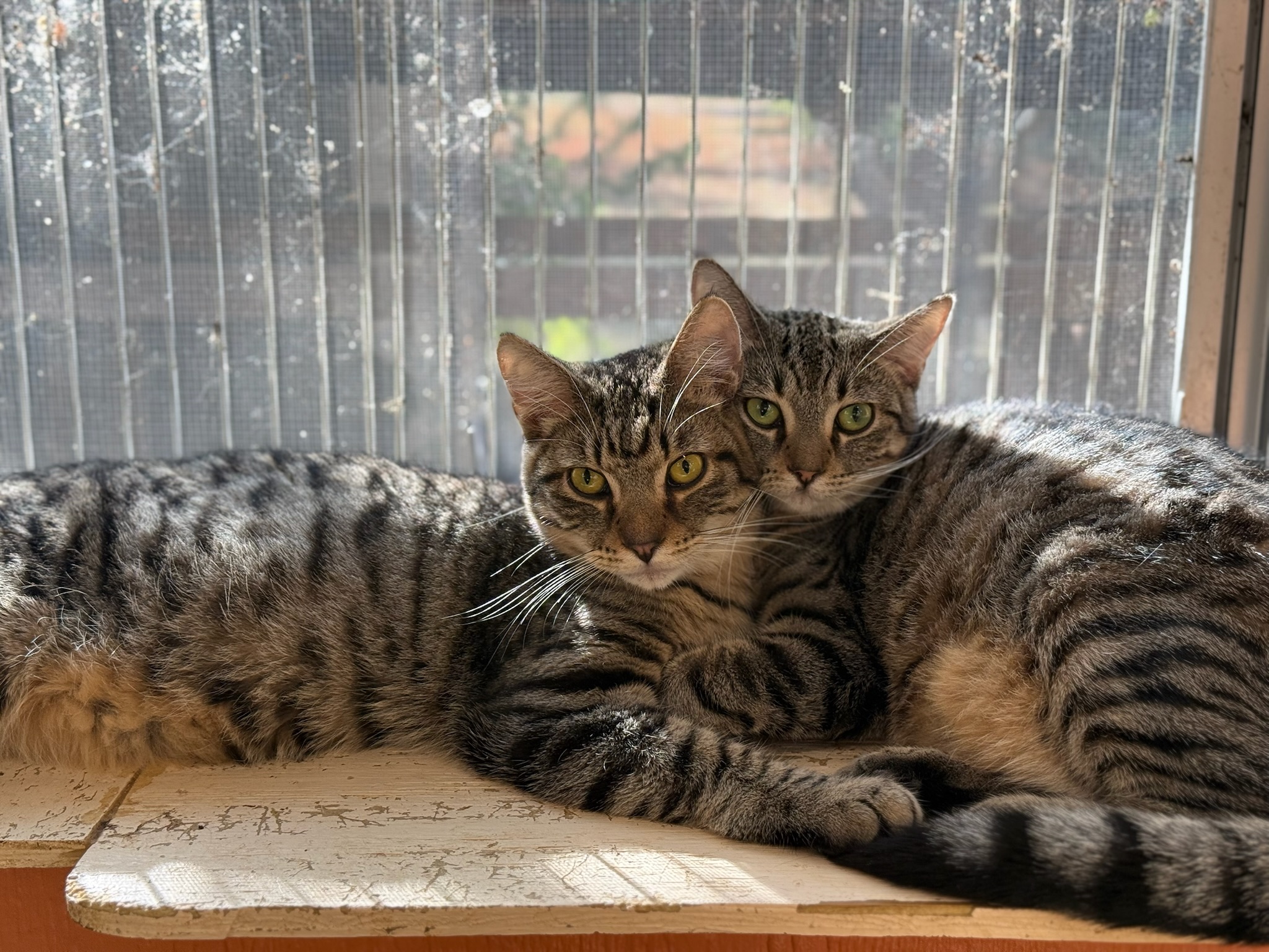 Abrielle (bonded pair with brother Harper) 2