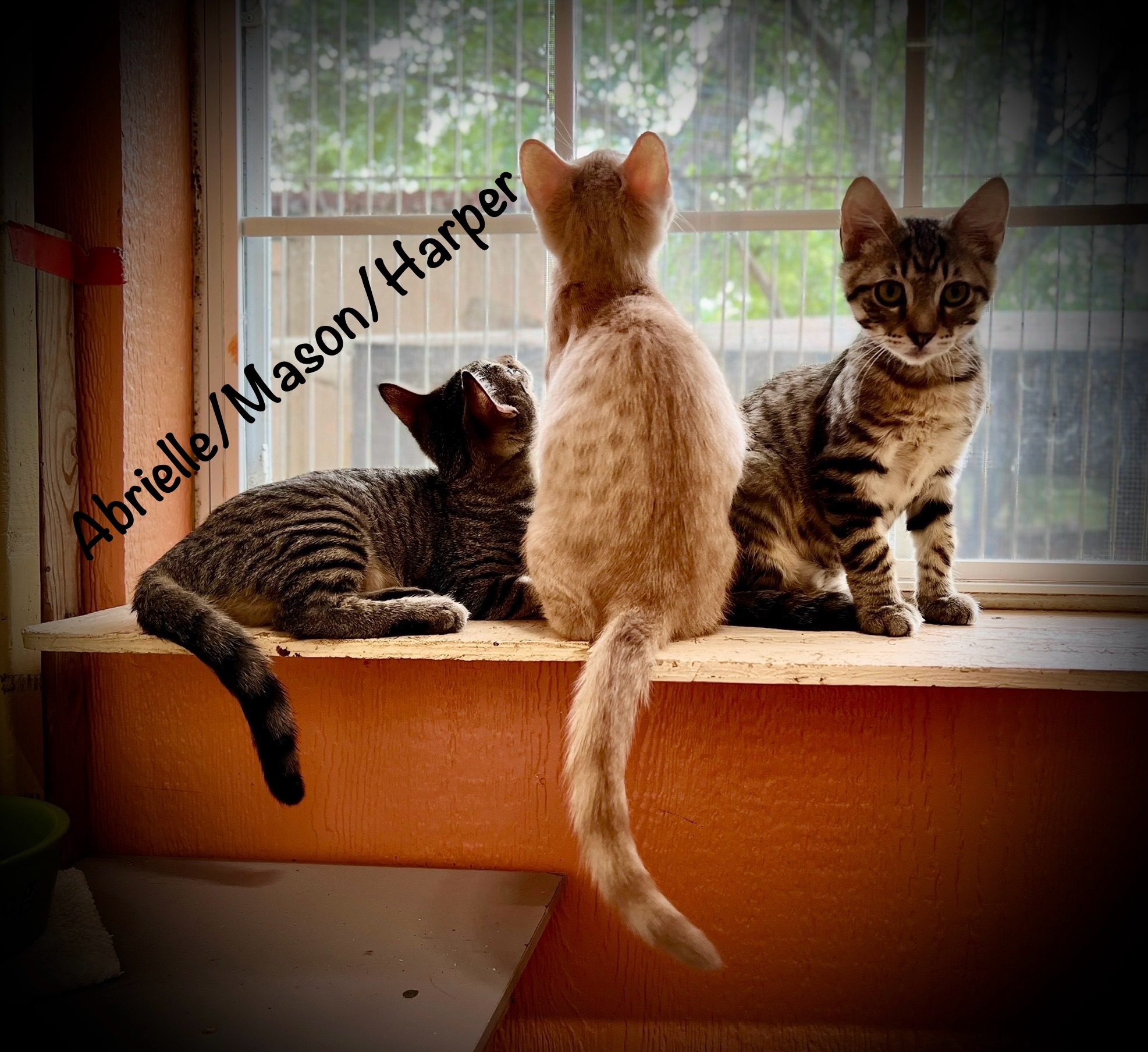 Abrielle (bonded pair with brother Harper) 5