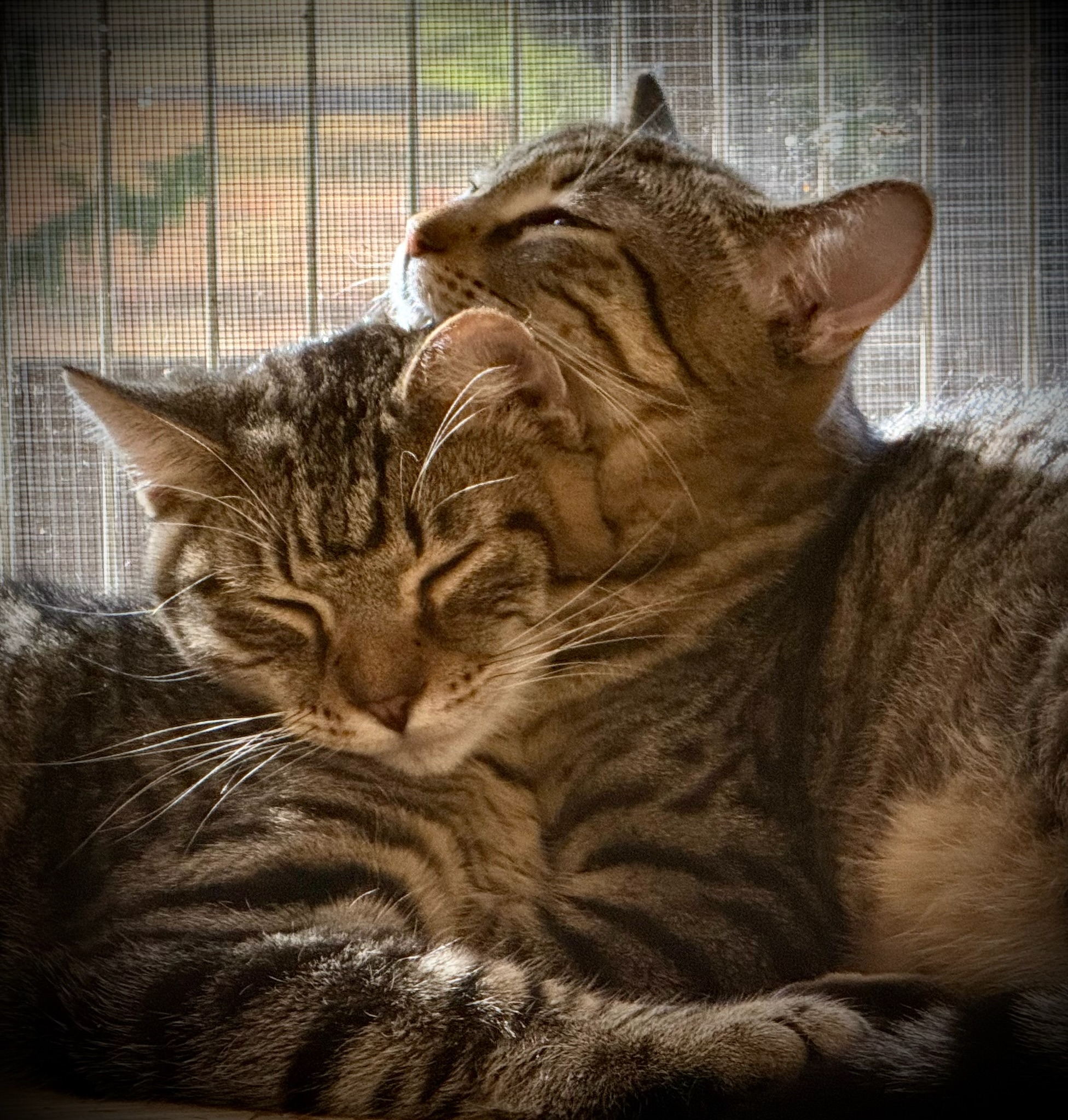 Abrielle (bonded pair with brother Harper) 3