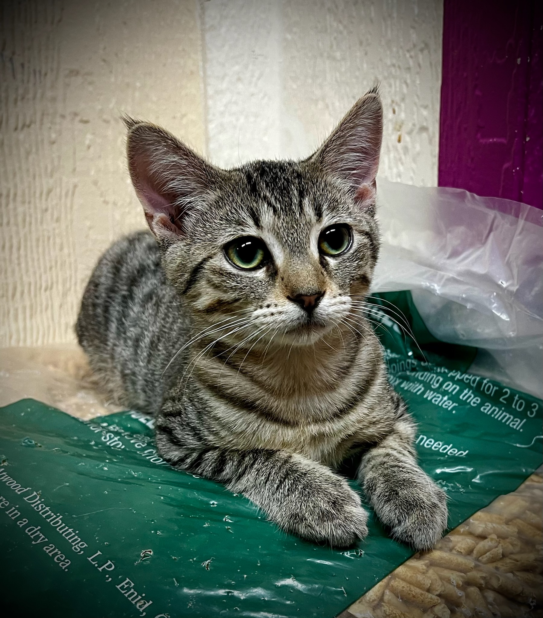 Abrielle (bonded pair with brother Harper) 6