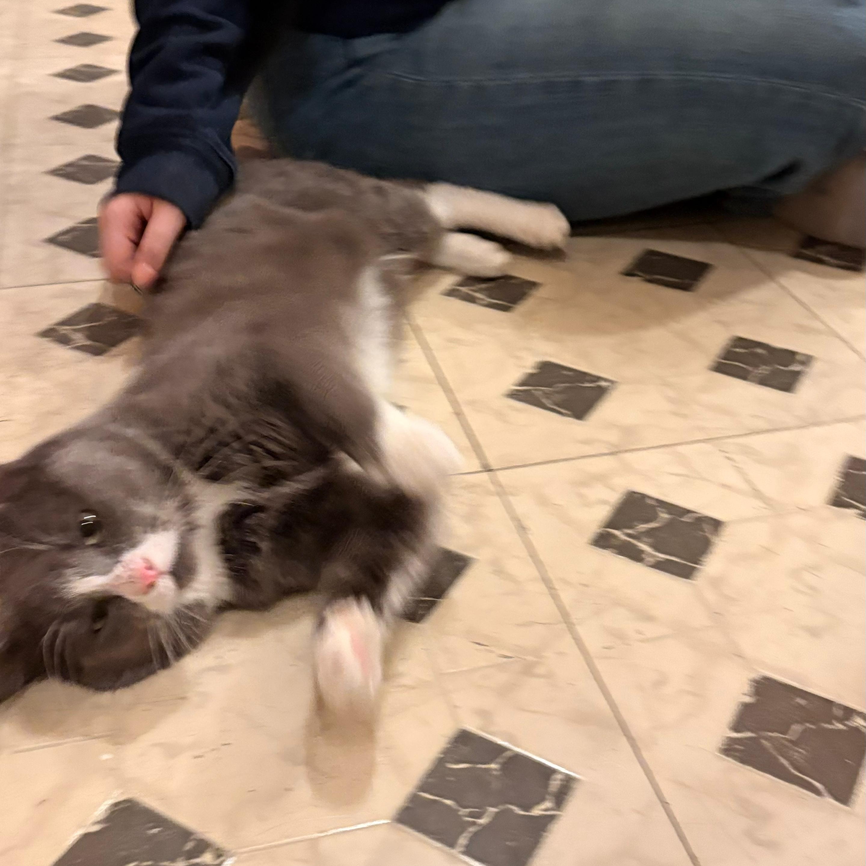 Pork Chop — thumbnail 2