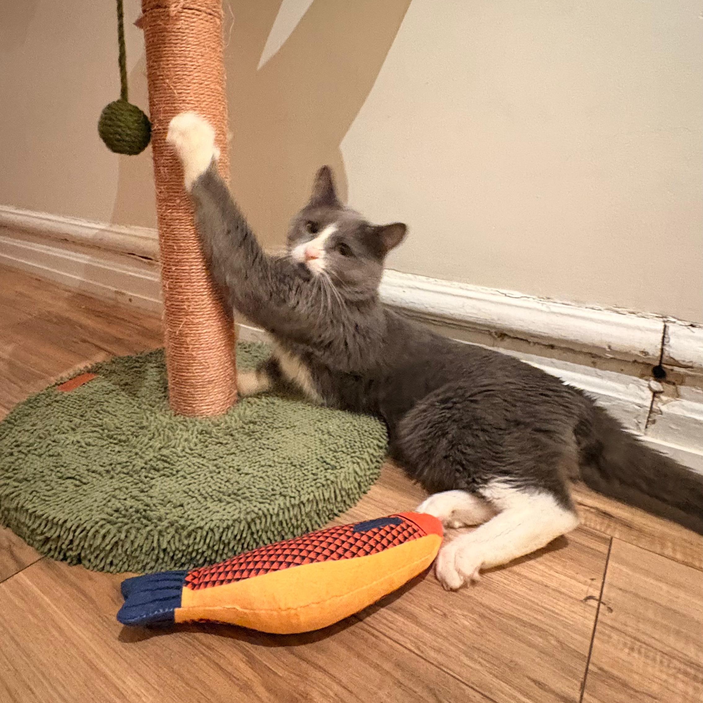 Pork Chop — thumbnail 3