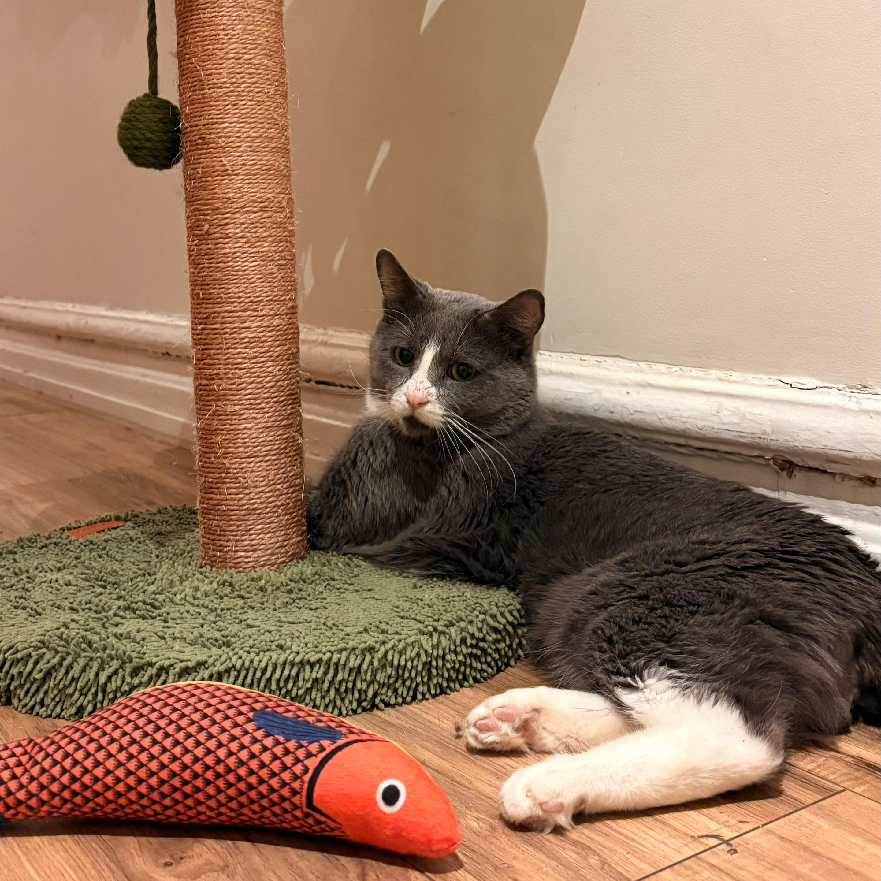 Pork Chop — thumbnail 4