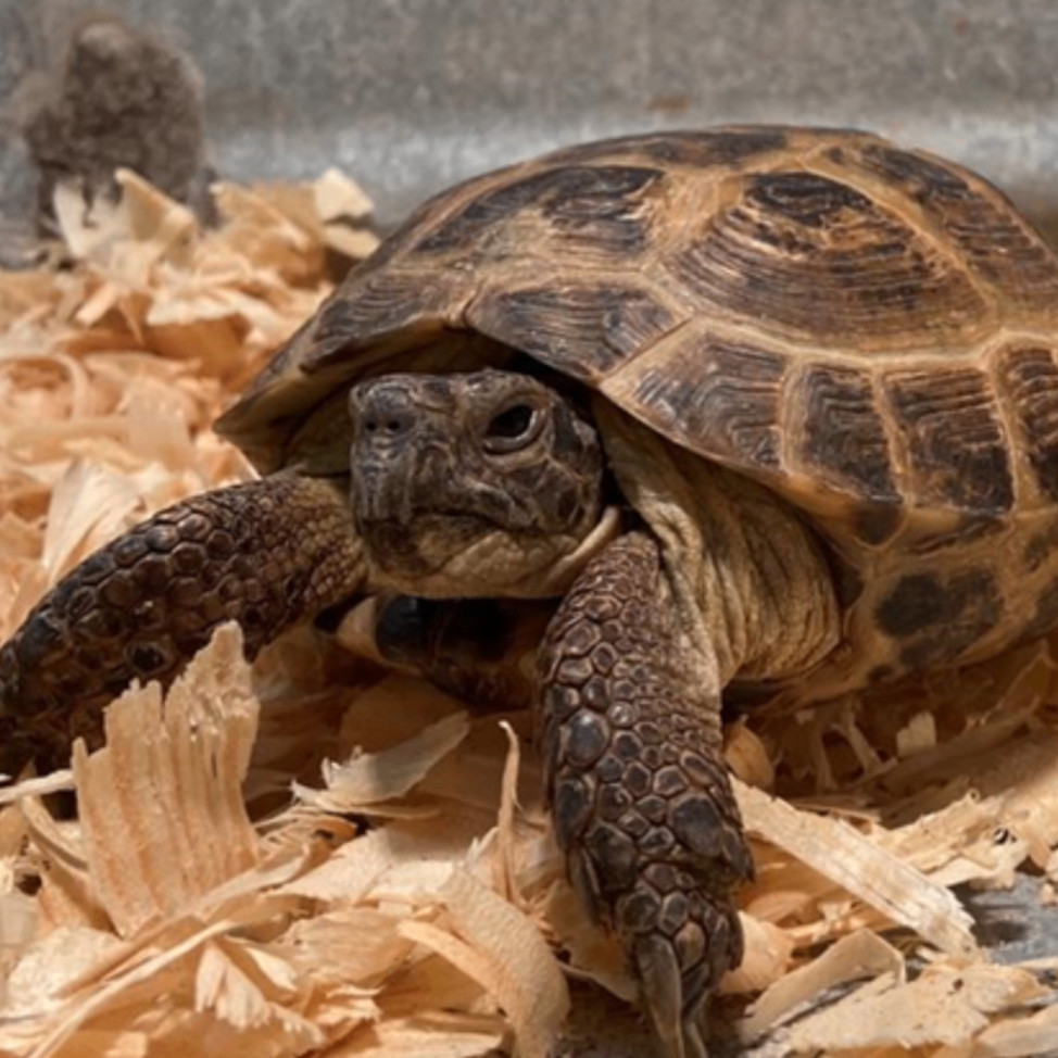 Enlarge Gru, a Adopted Russian in Bulverde, TX image 1/1