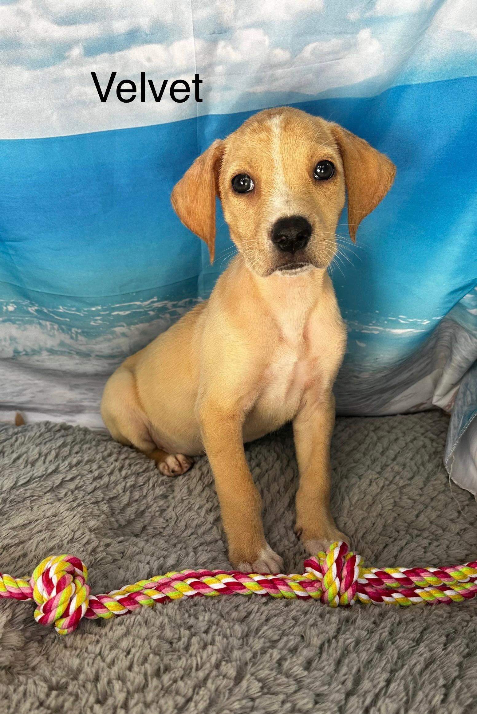 Velvet, Baby Female Labrador Retriever