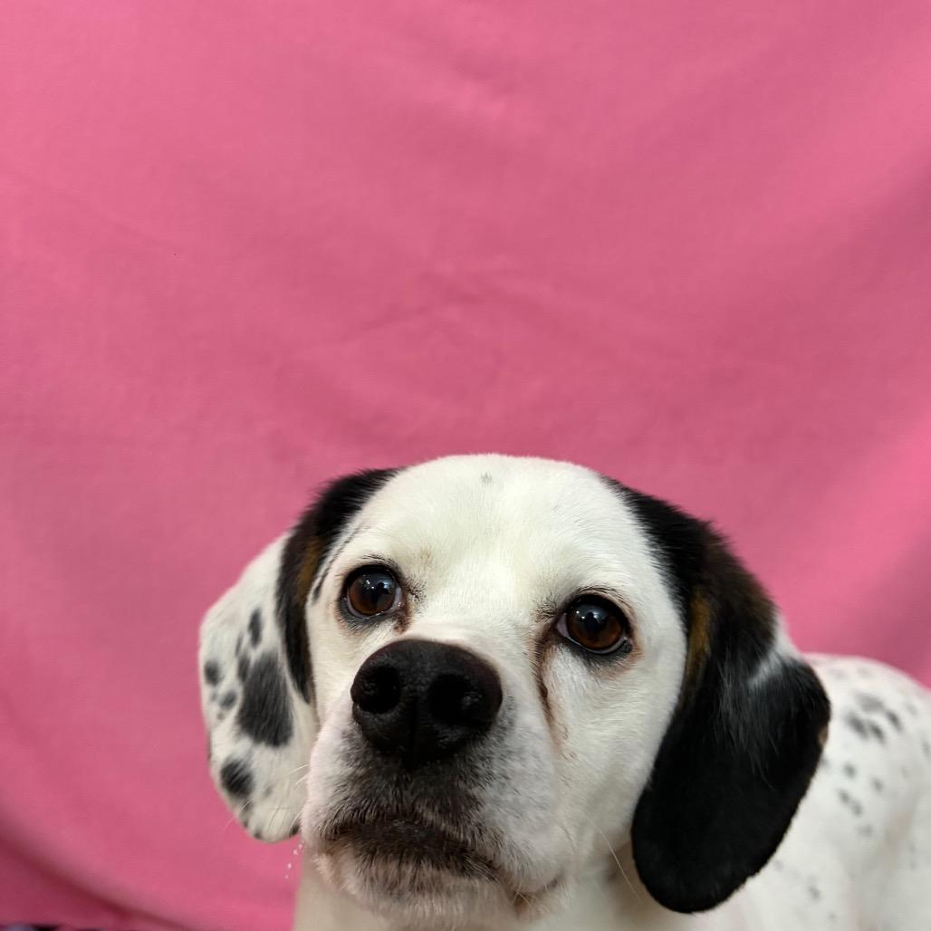 Manny, Adoptable, Adult Male Mixed Breed.