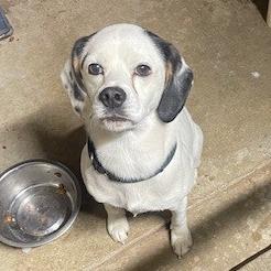 Enlarge Manny, a Adoptable mixed breed in Novelty, OH image 2/6