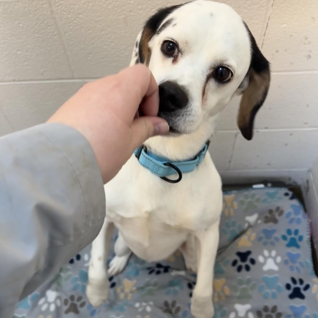 Enlarge Manny, a Adoptable mixed breed in Novelty, OH image 3/6