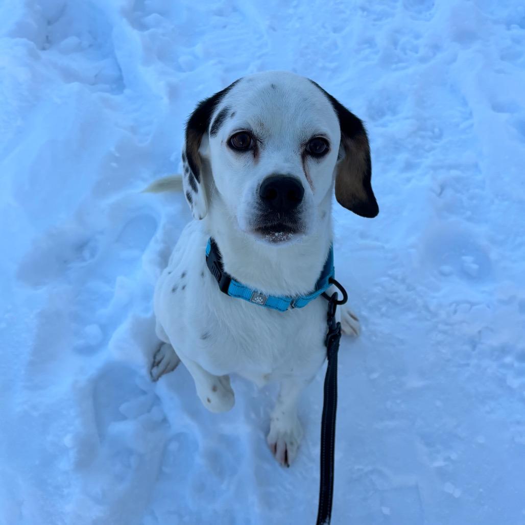 Enlarge Manny, a Adoptable mixed breed in Novelty, OH image 4/6