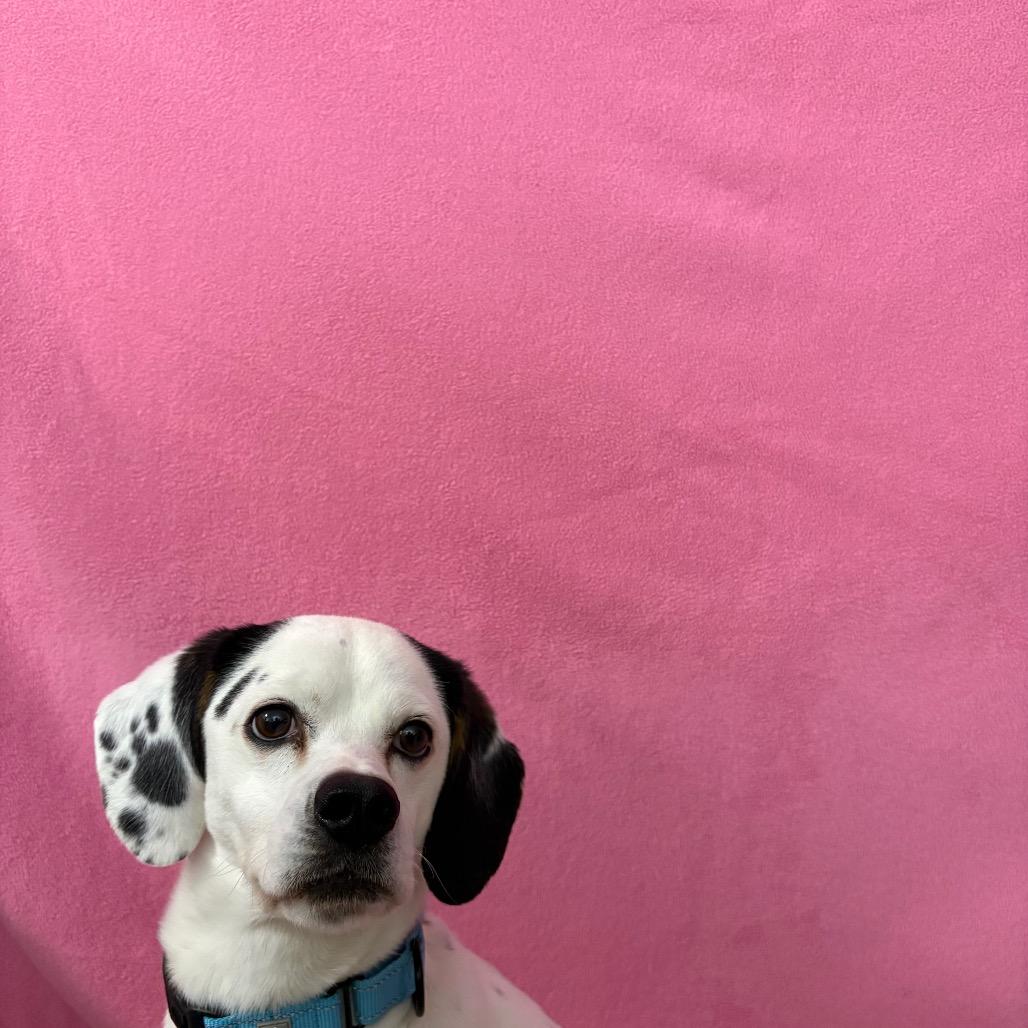 Enlarge Manny, a Adoptable mixed breed in Novelty, OH image 5/6