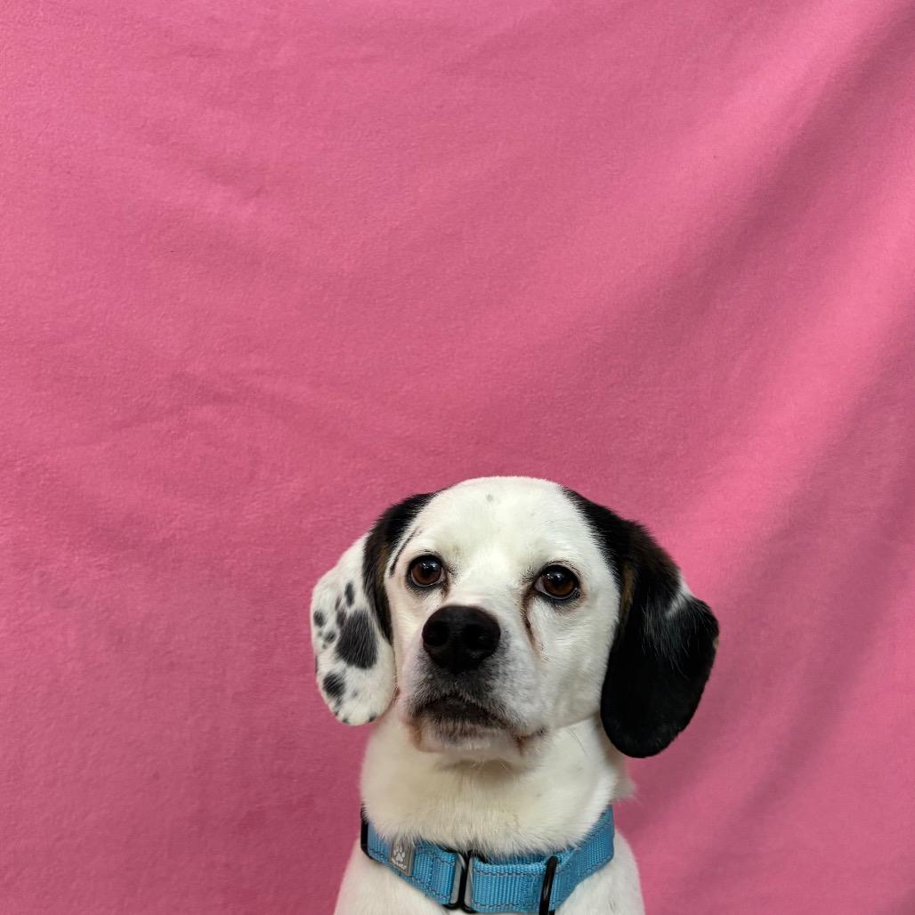 Enlarge Manny, a Adoptable mixed breed in Novelty, OH image 6/6