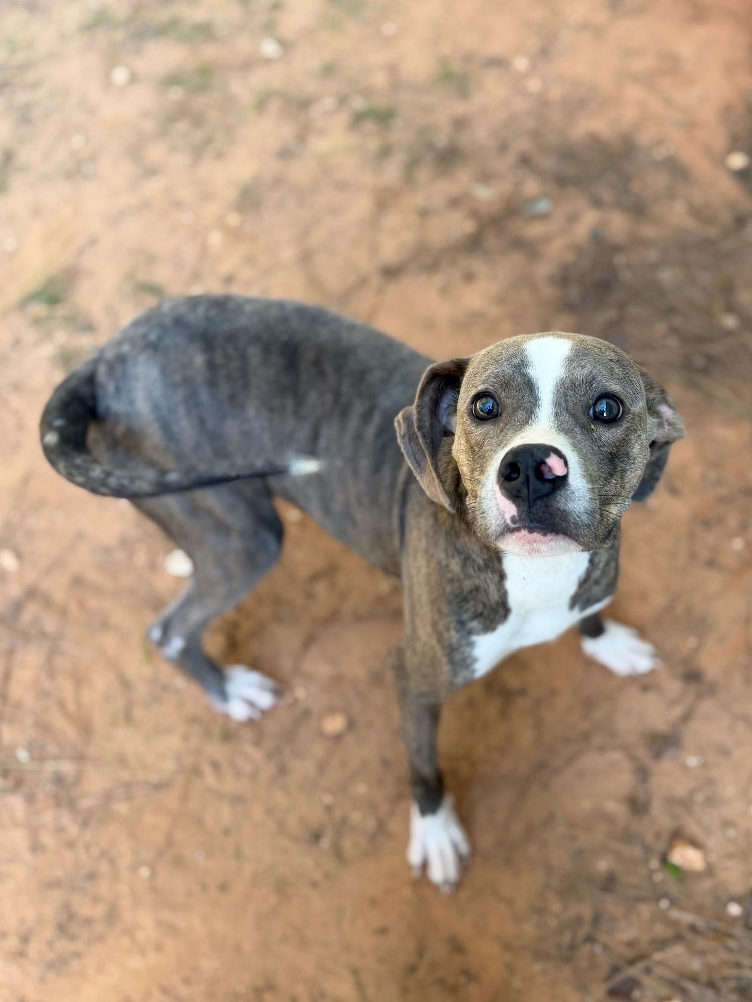 Bowie, Adoptable, Adult Male Mixed Breed.