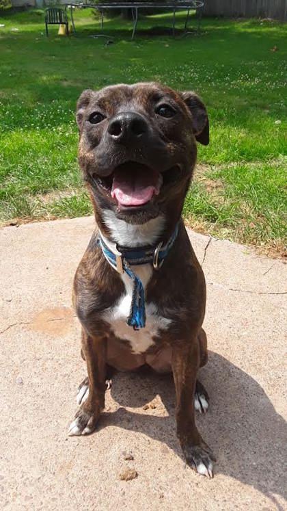 Enlarge Remi, a Adoptable mixed breed in Gwinn, MI image 1/2