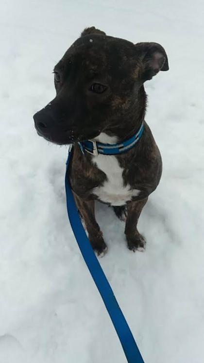 Enlarge Remi, a Adoptable mixed breed in Gwinn, MI image 2/2