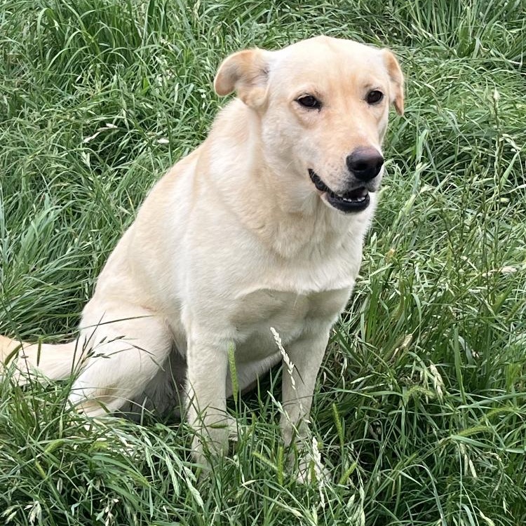 Enlarge Nahla, an adopted mixed breed in Arvada, CO image 4/4