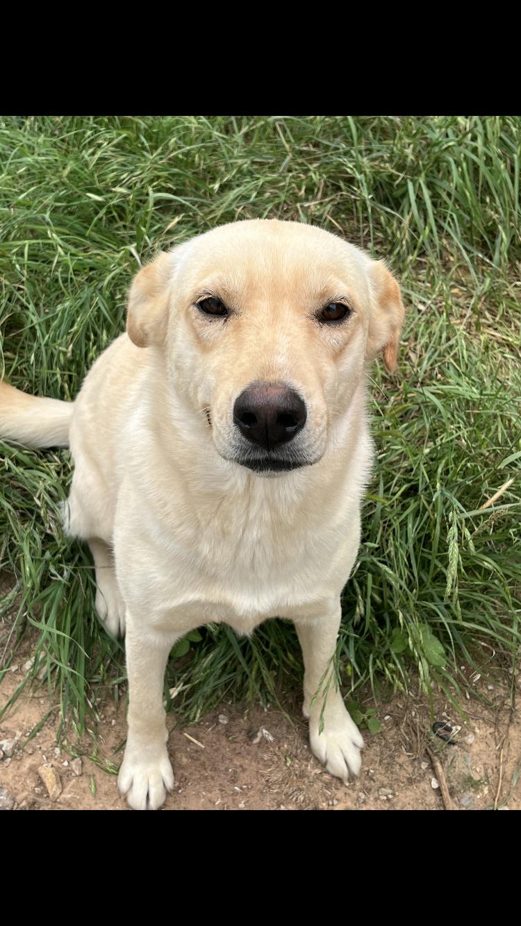 Nahla, adopted, Adult Female Labrador Retriever.
