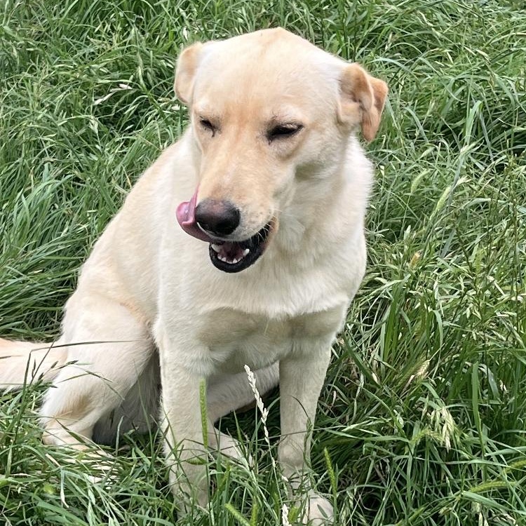 Enlarge Nahla, an adopted mixed breed in Arvada, CO image 2/4