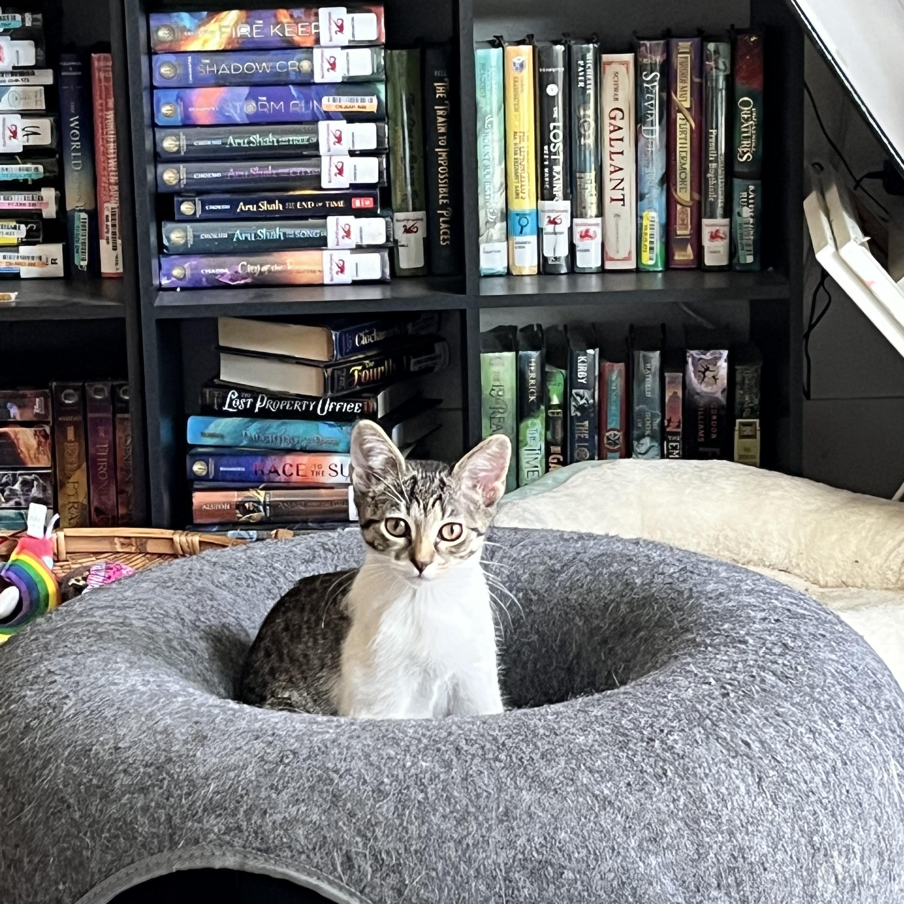 Enlarge Cardigan, a ADOPTABLE Domestic Short Hair in Hudsonville, MI image 2/6