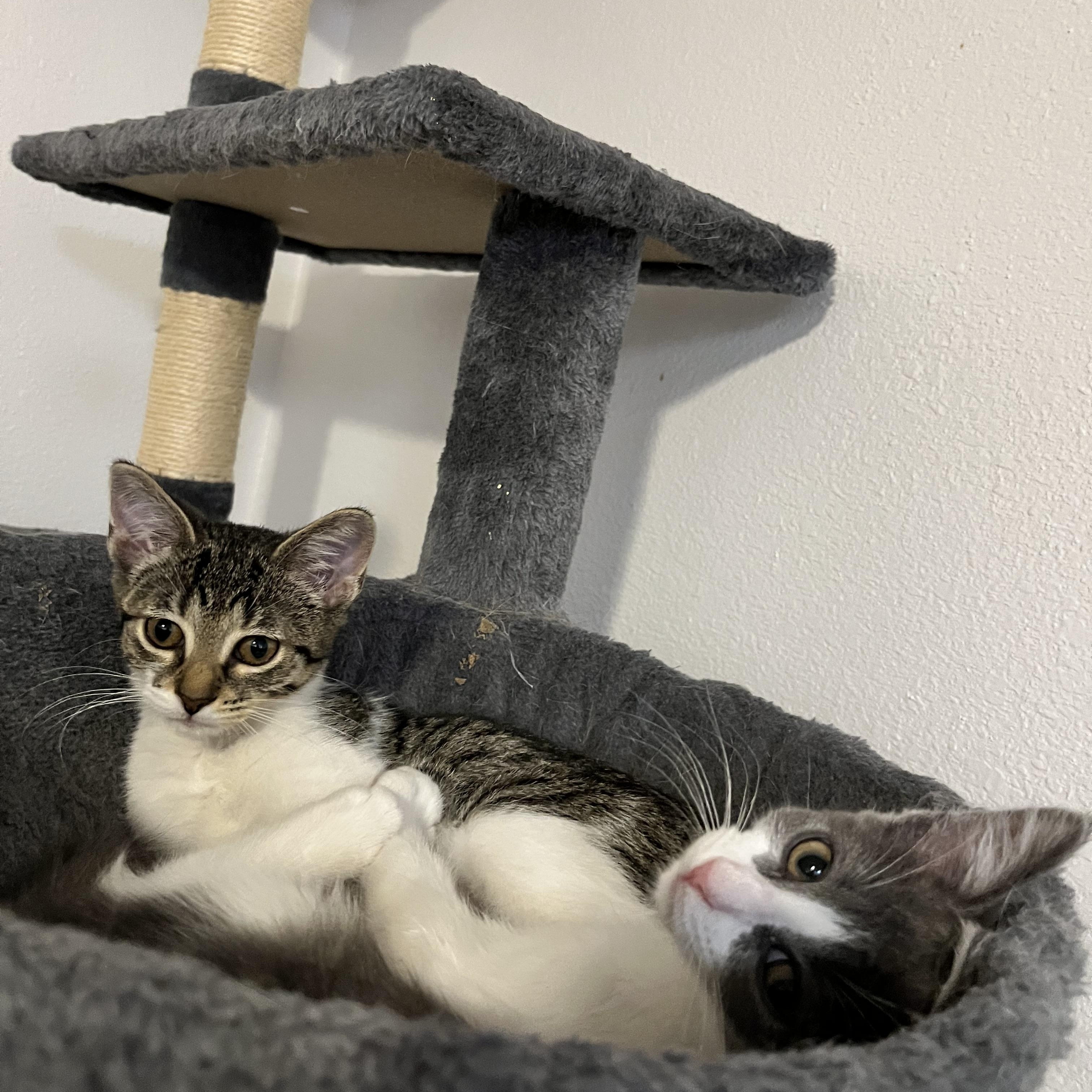 Enlarge Cardigan, a ADOPTABLE Domestic Short Hair in Hudsonville, MI image 5/6