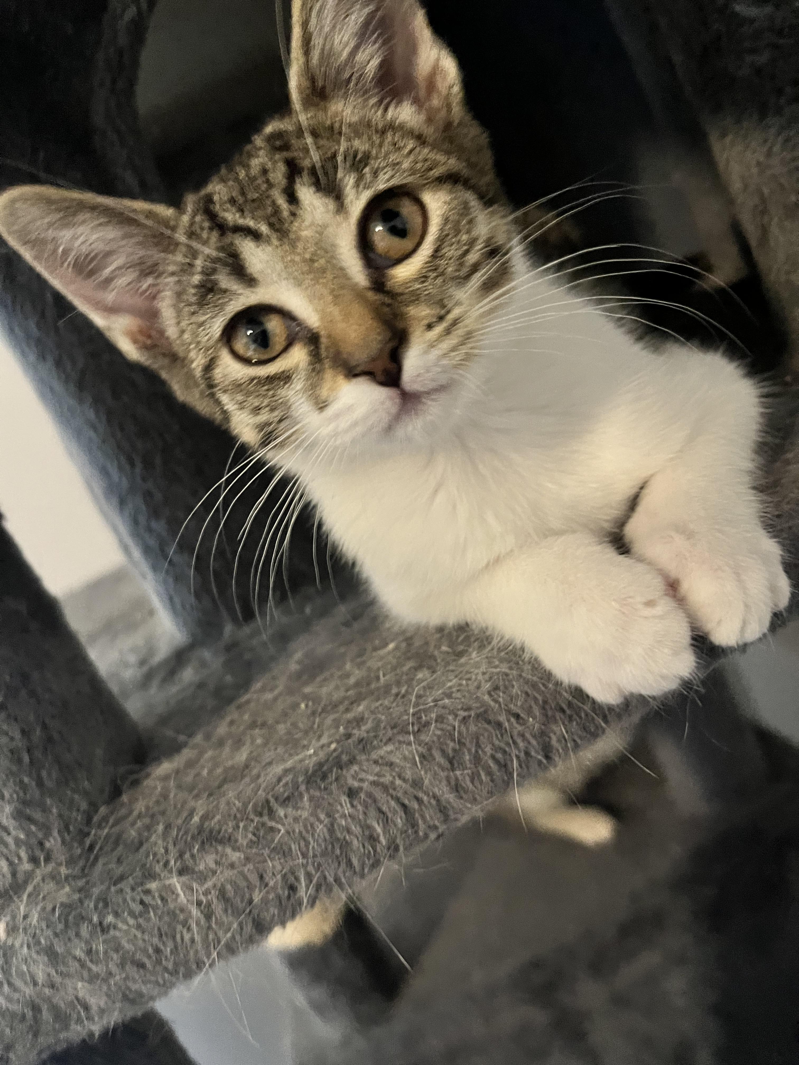 Enlarge Cardigan, a ADOPTABLE Domestic Short Hair in Hudsonville, MI image 3/6