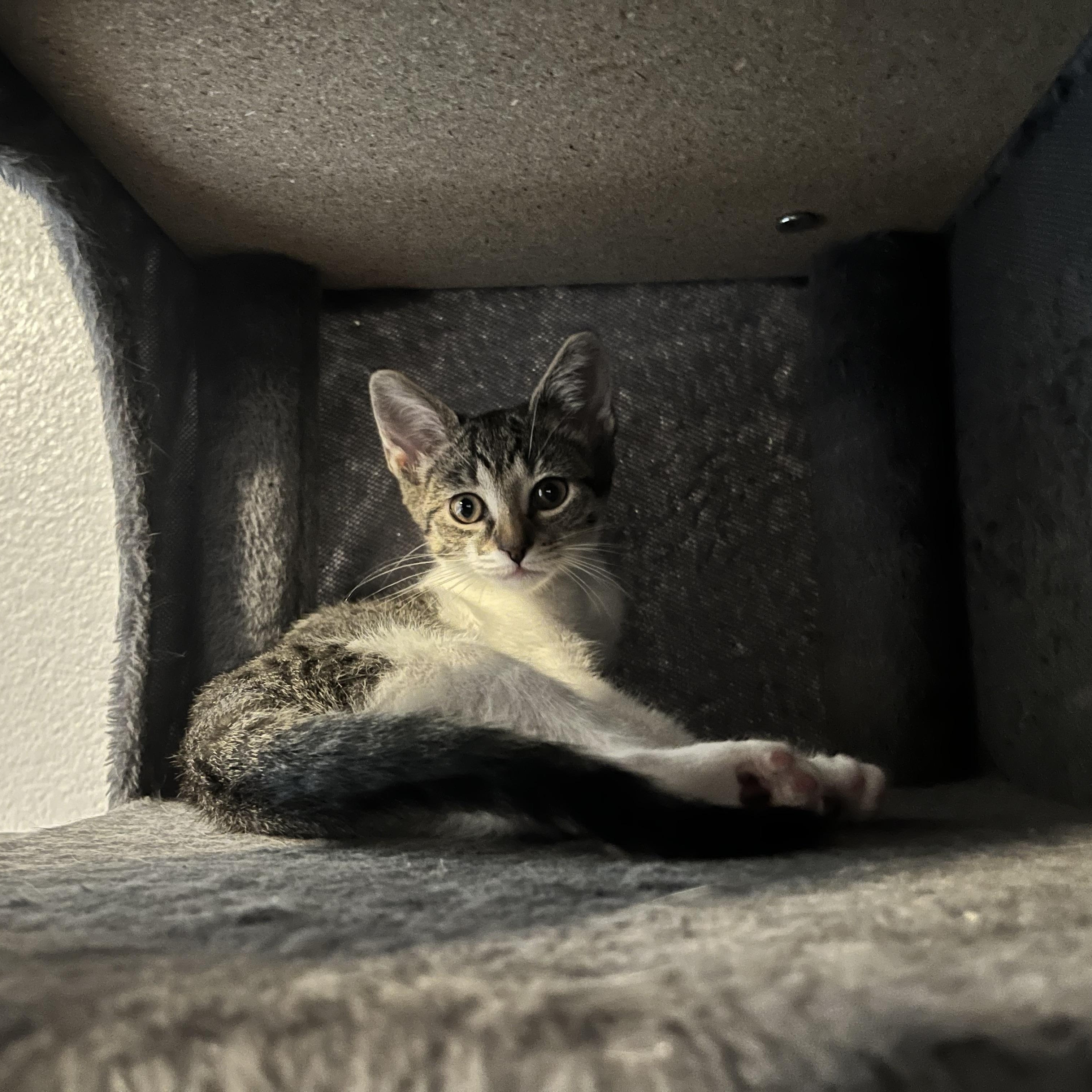 Enlarge Cardigan, a ADOPTABLE Domestic Short Hair in Hudsonville, MI image 4/6