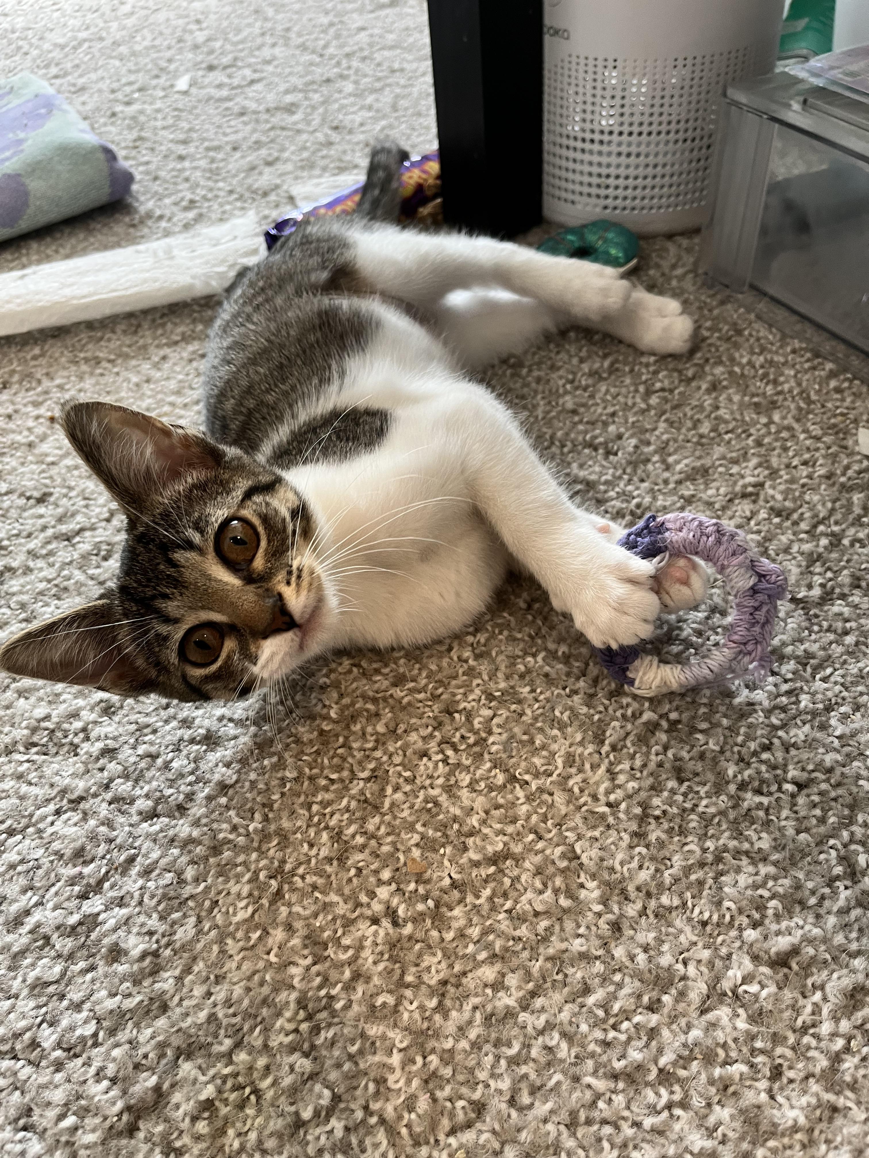 Enlarge Cardigan, a ADOPTABLE Domestic Short Hair in Hudsonville, MI image 1/6