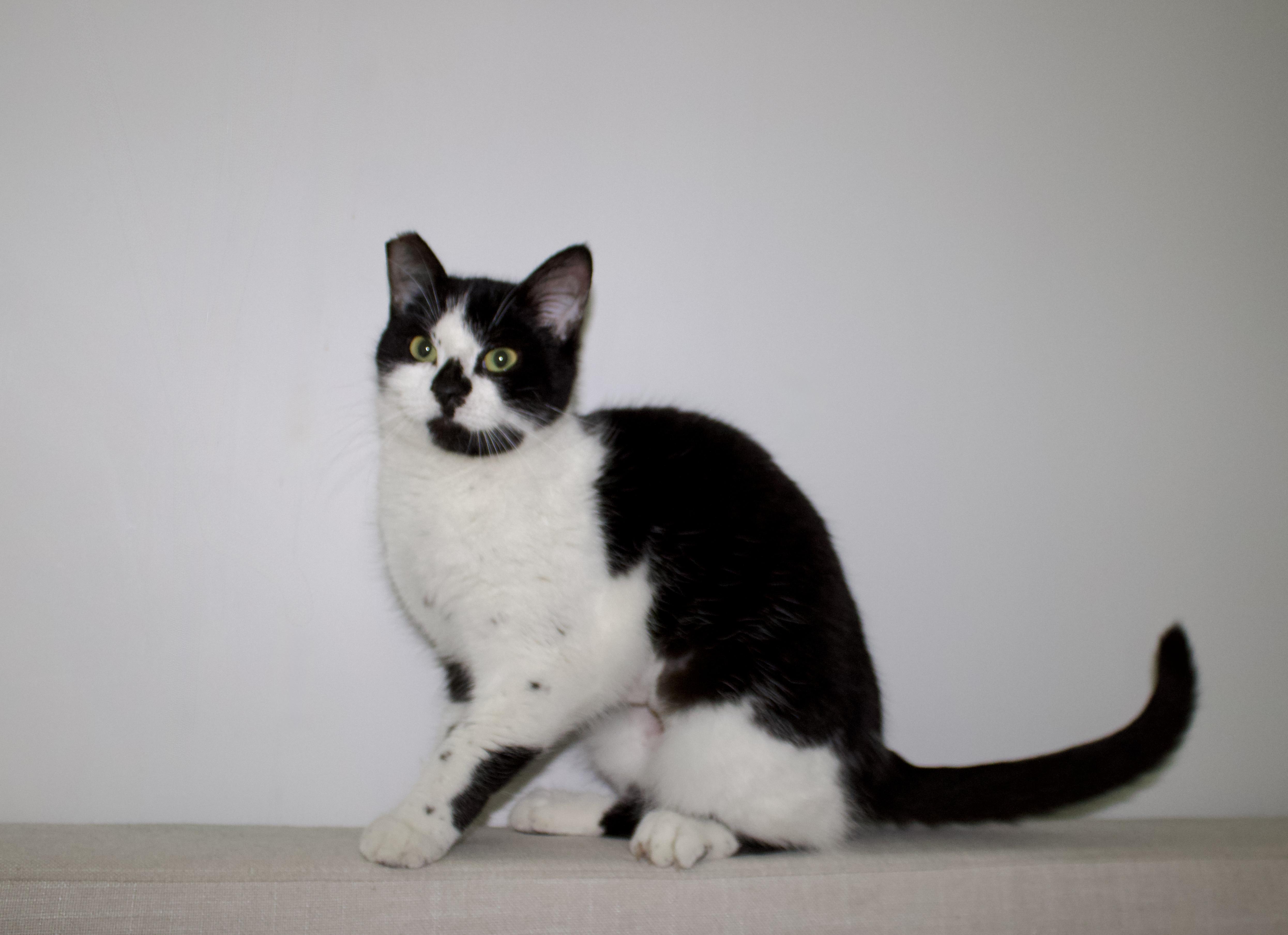 Demi Lovato, ADOPTABLE, Adult Female Domestic Short Hair.