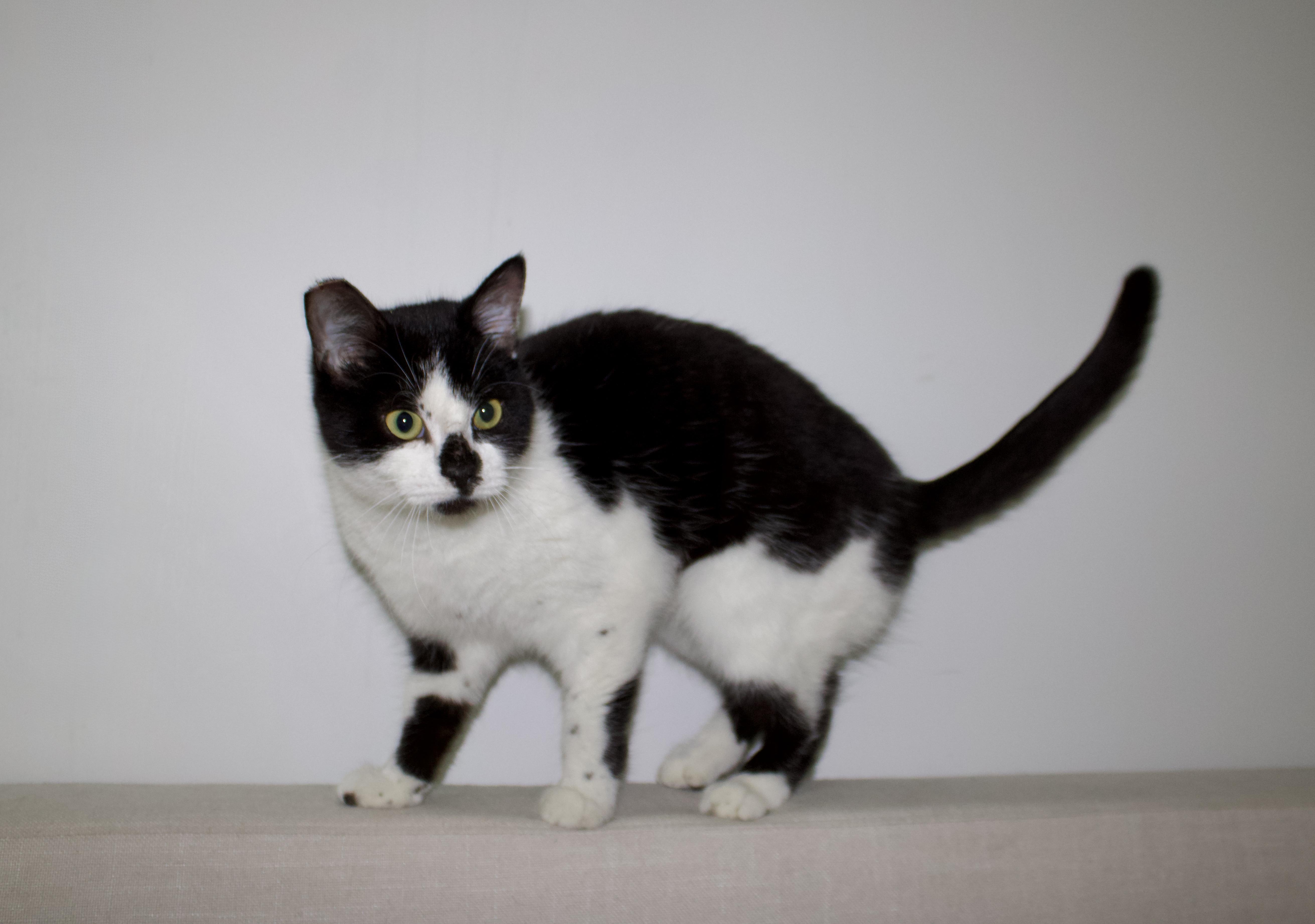 Enlarge Demi Lovato, a ADOPTABLE Domestic Short Hair in San Diego, CA image 4/4