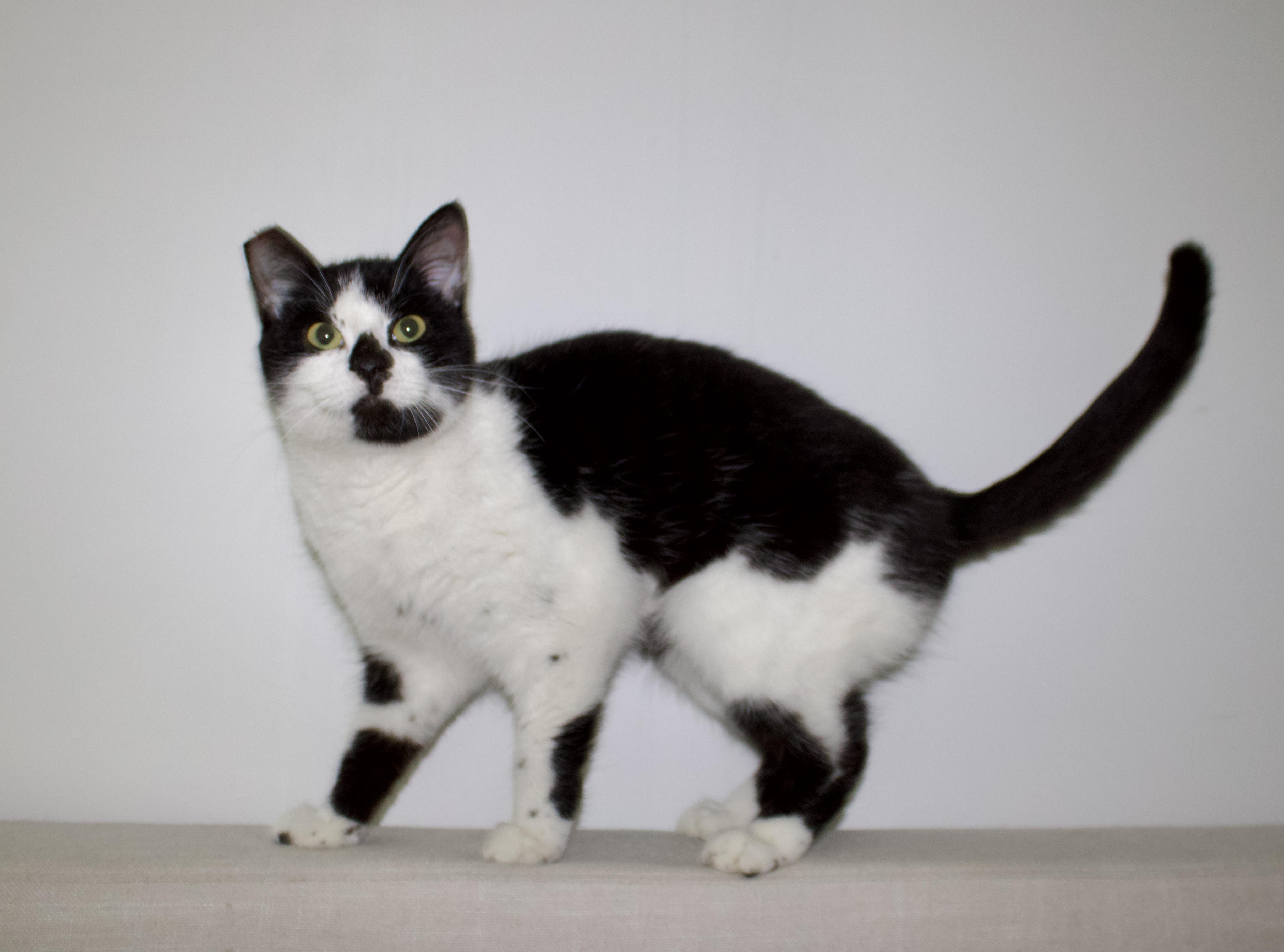 Enlarge Demi Lovato, a ADOPTABLE Domestic Short Hair in San Diego, CA image 2/4