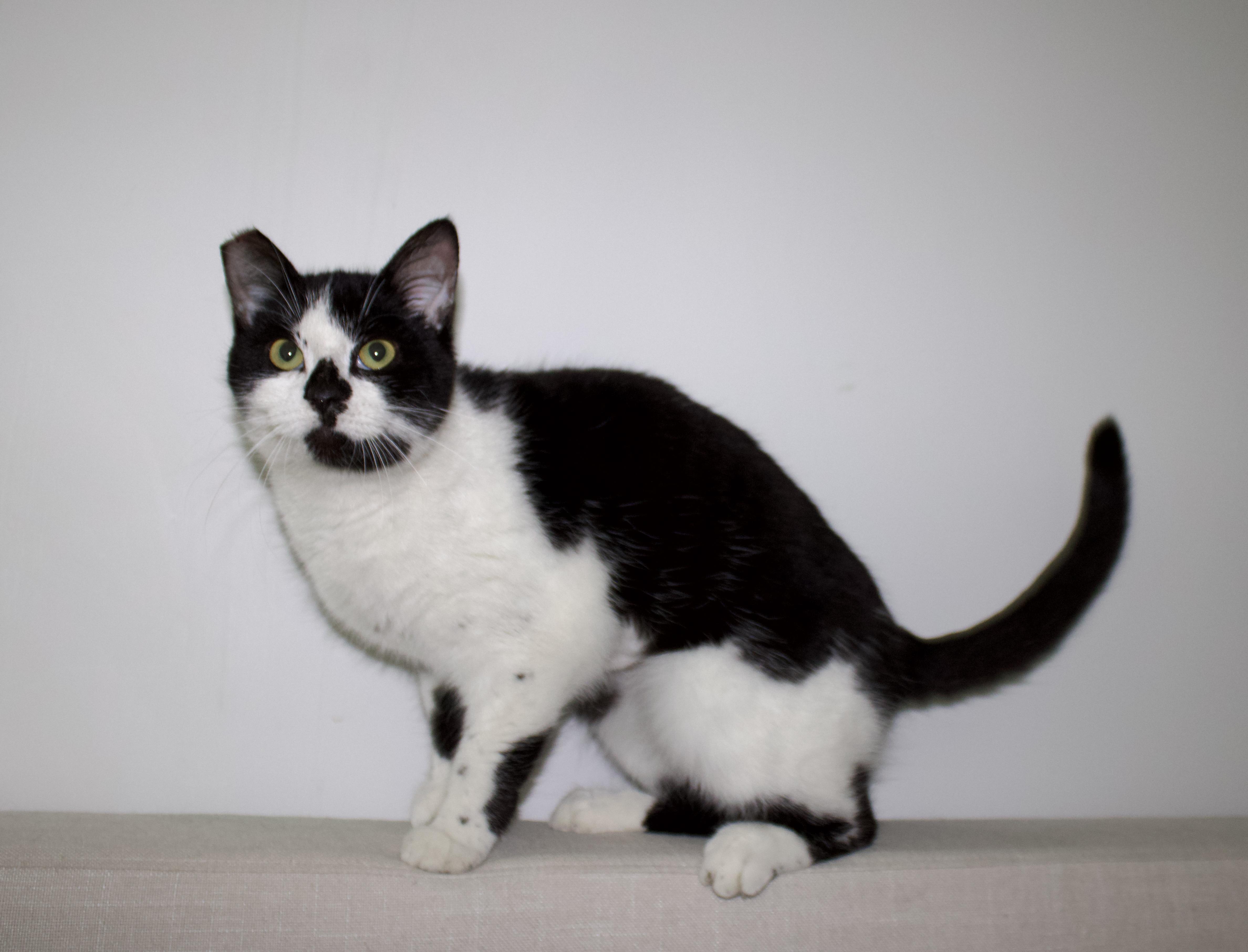 Enlarge Demi Lovato, a ADOPTABLE Domestic Short Hair in San Diego, CA image 3/4