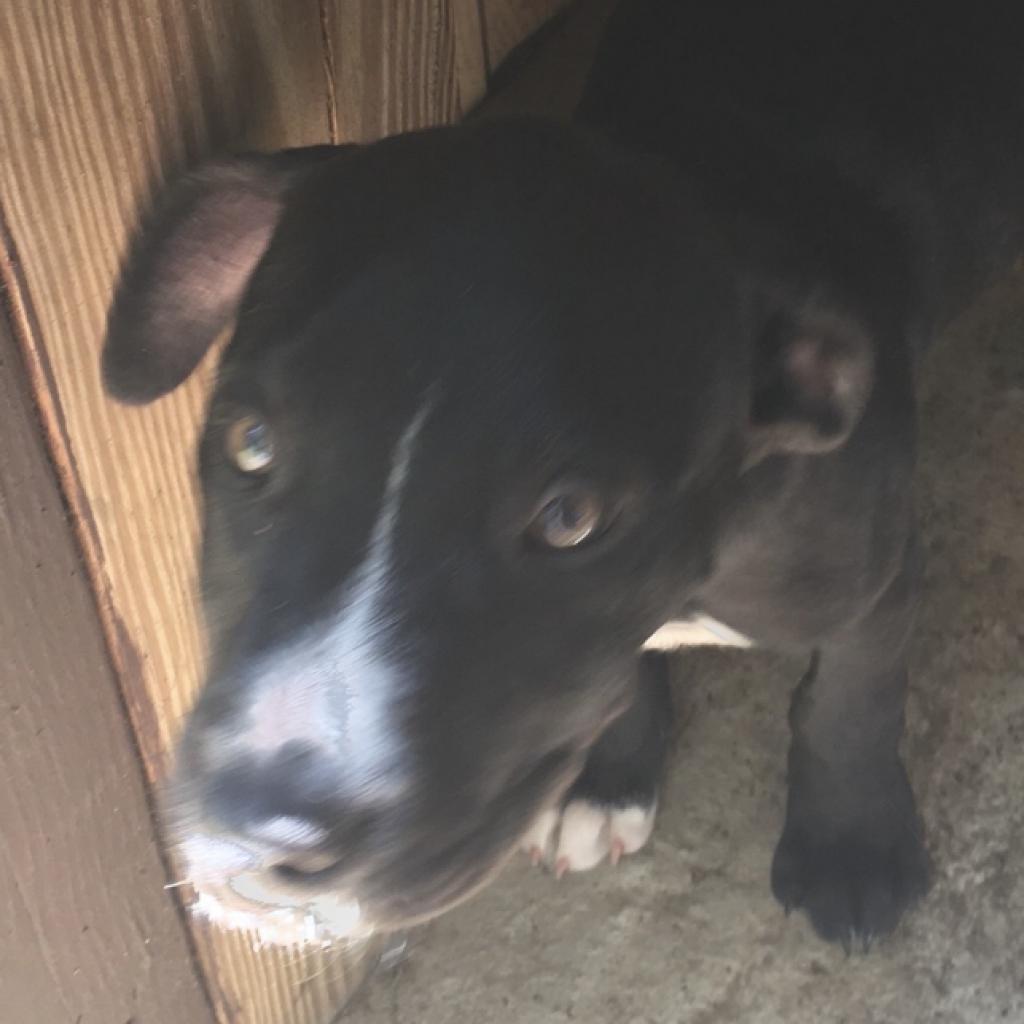 Enlarge Half Pint, a Adoptable mixed breed in Irvington, AL image 1/6