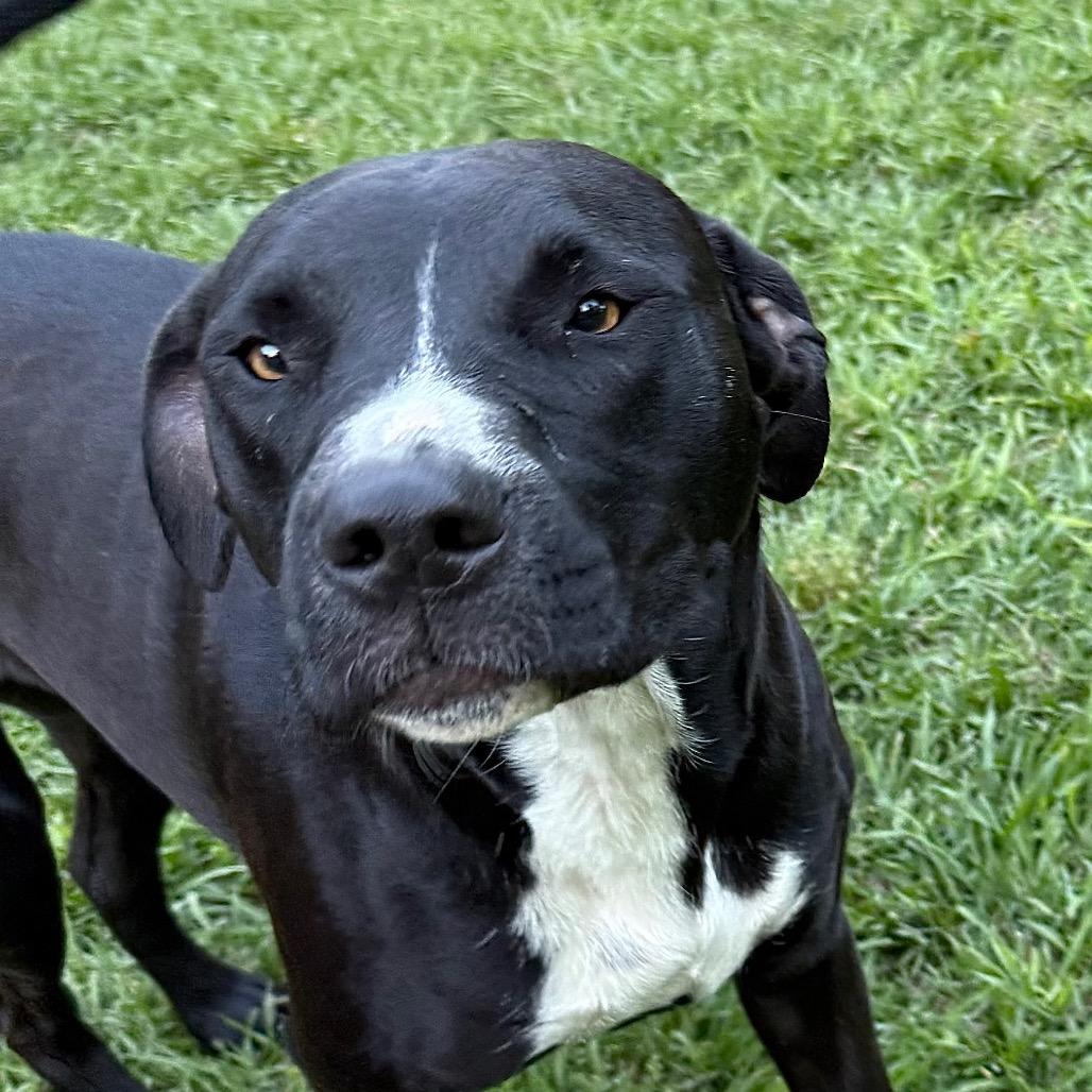 Enlarge Half Pint, a Adoptable mixed breed in Irvington, AL image 2/6