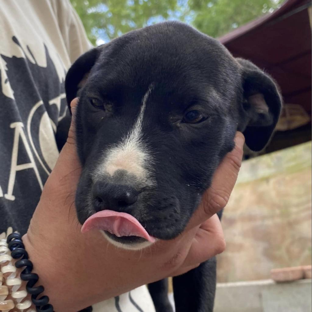 Enlarge Half Pint, a Adoptable mixed breed in Irvington, AL image 3/6