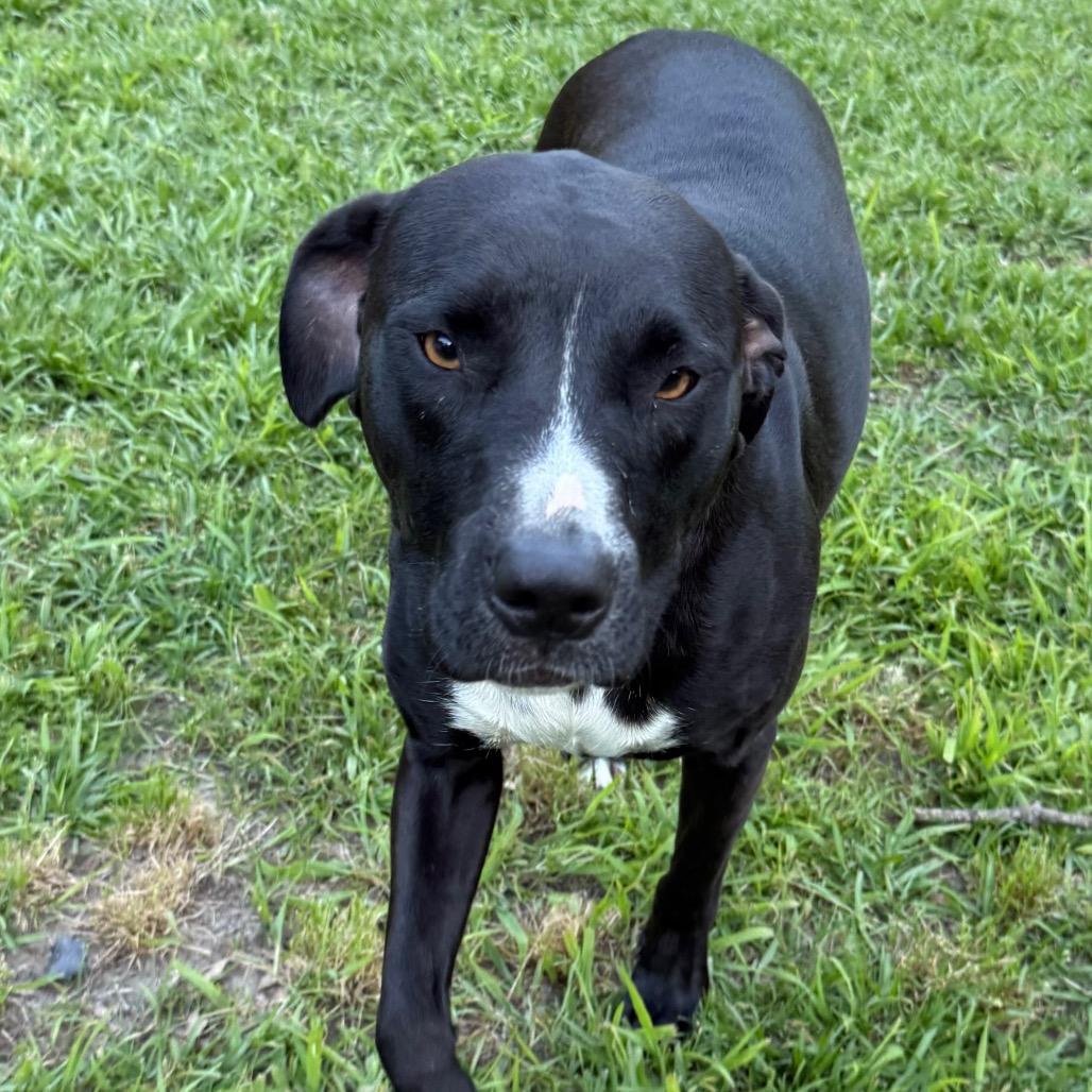 Enlarge Half Pint, a Adoptable mixed breed in Irvington, AL image 4/6