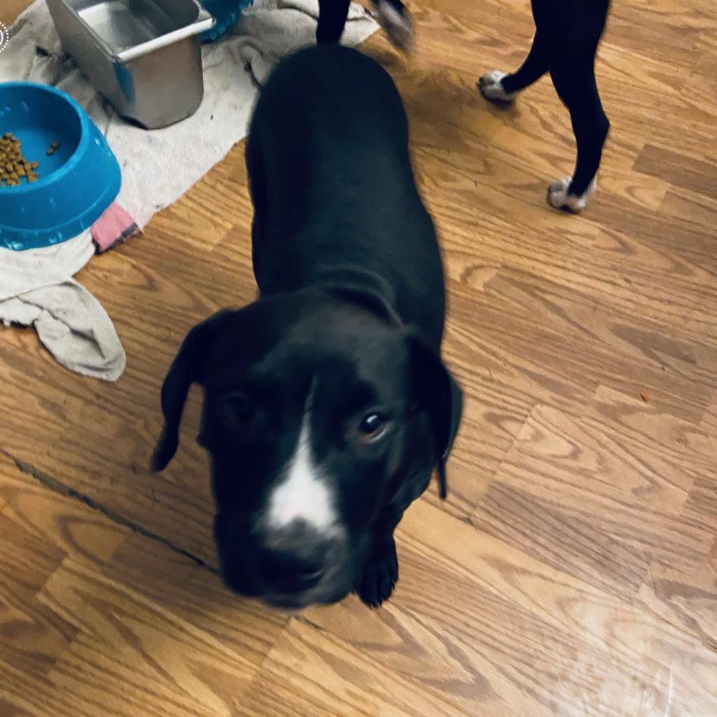 Enlarge Half Pint, a Adoptable mixed breed in Irvington, AL image 5/6