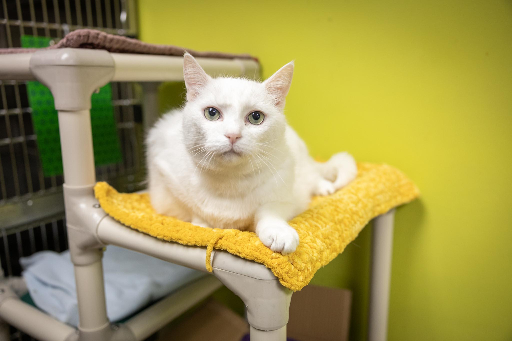 Horton, a ADOPTABLE Domestic Short Hair in Hamilton, ON image 4/5