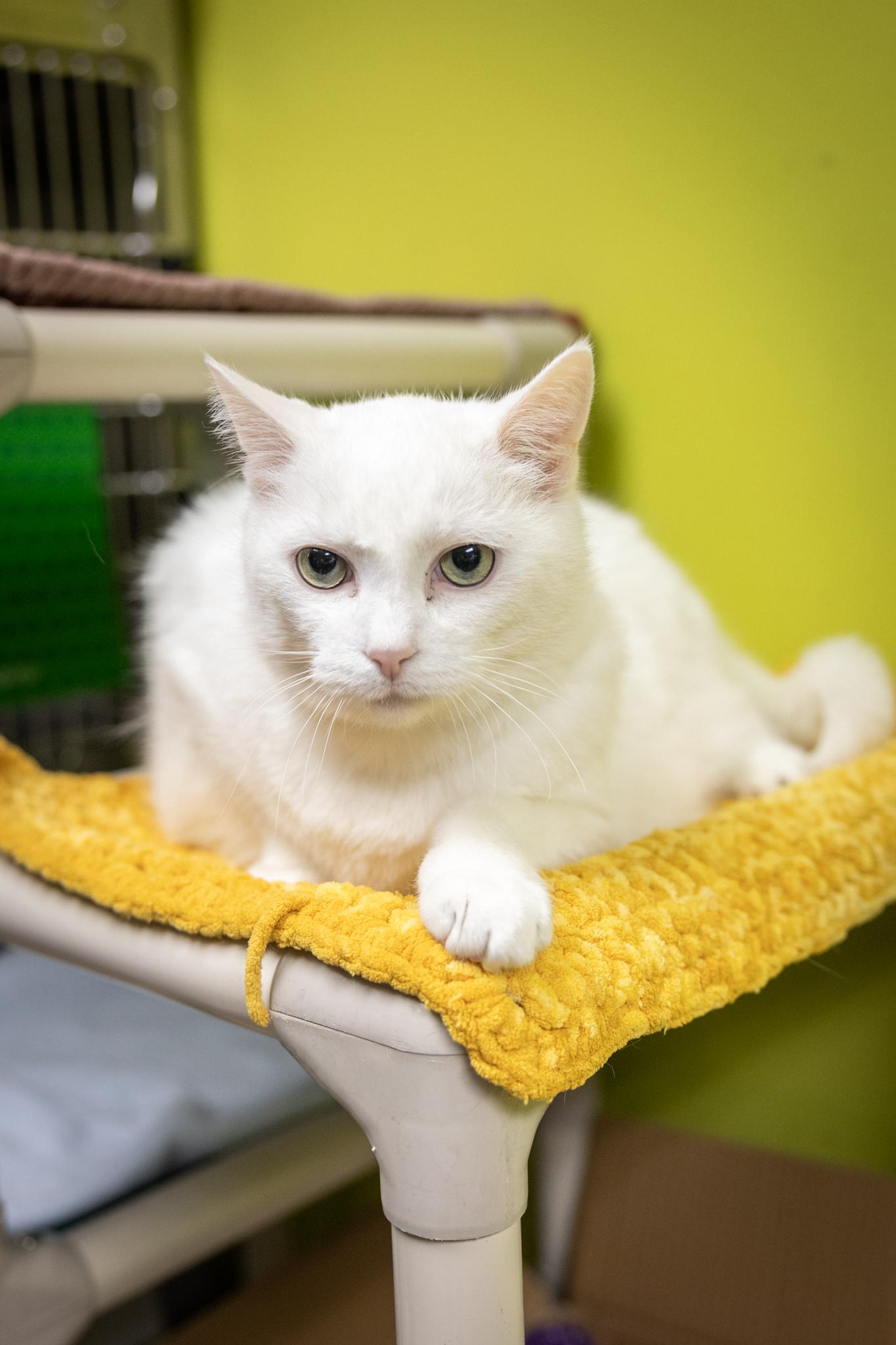 Horton, a ADOPTABLE Domestic Short Hair in Hamilton, ON image 2/5