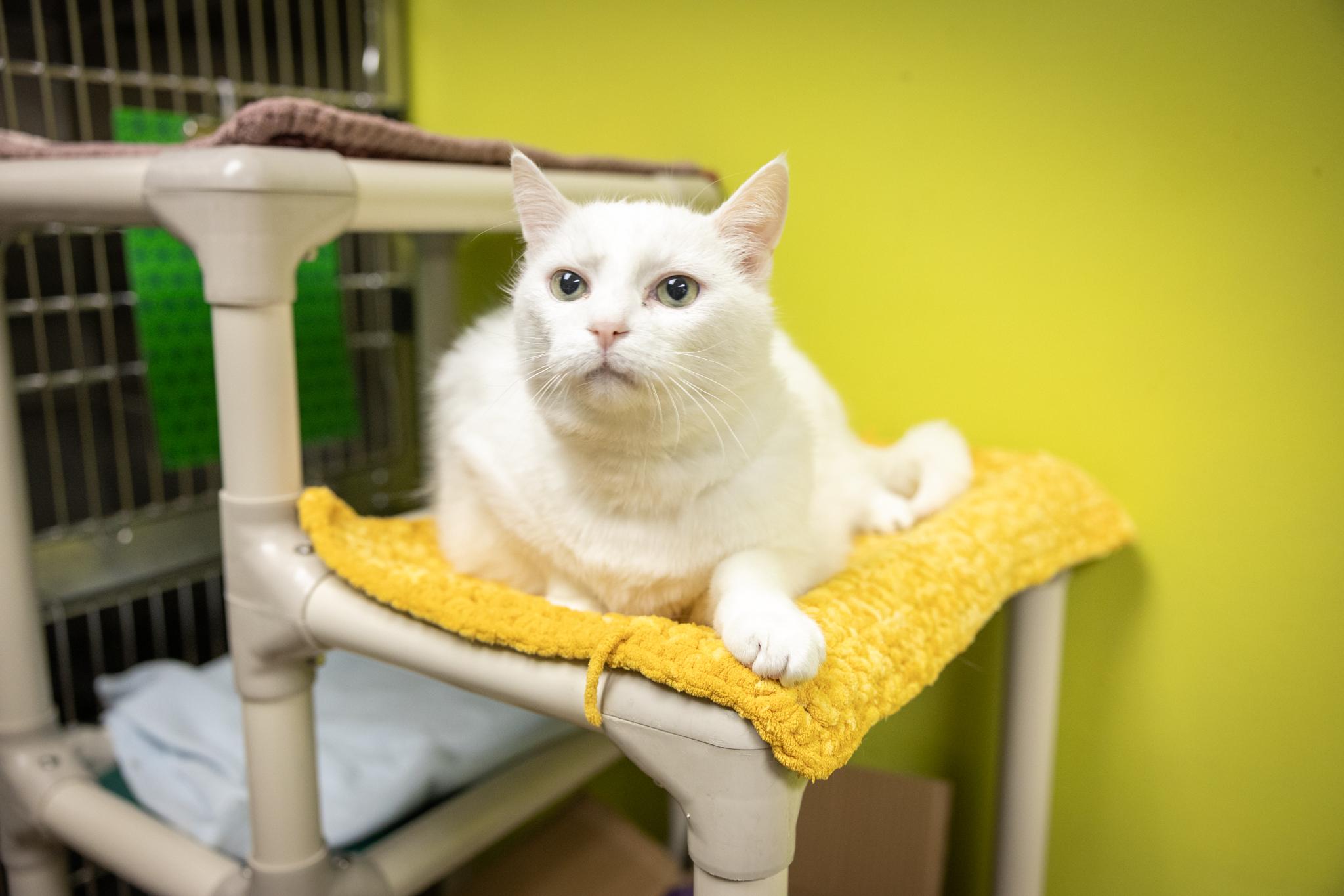 Horton, a ADOPTABLE Domestic Short Hair in Hamilton, ON image 5/5