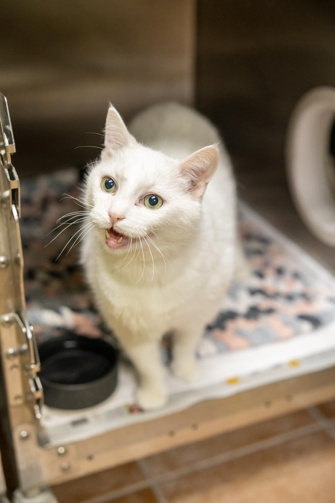 Horton, ADOPTABLE, Senior Male Domestic Short Hair.