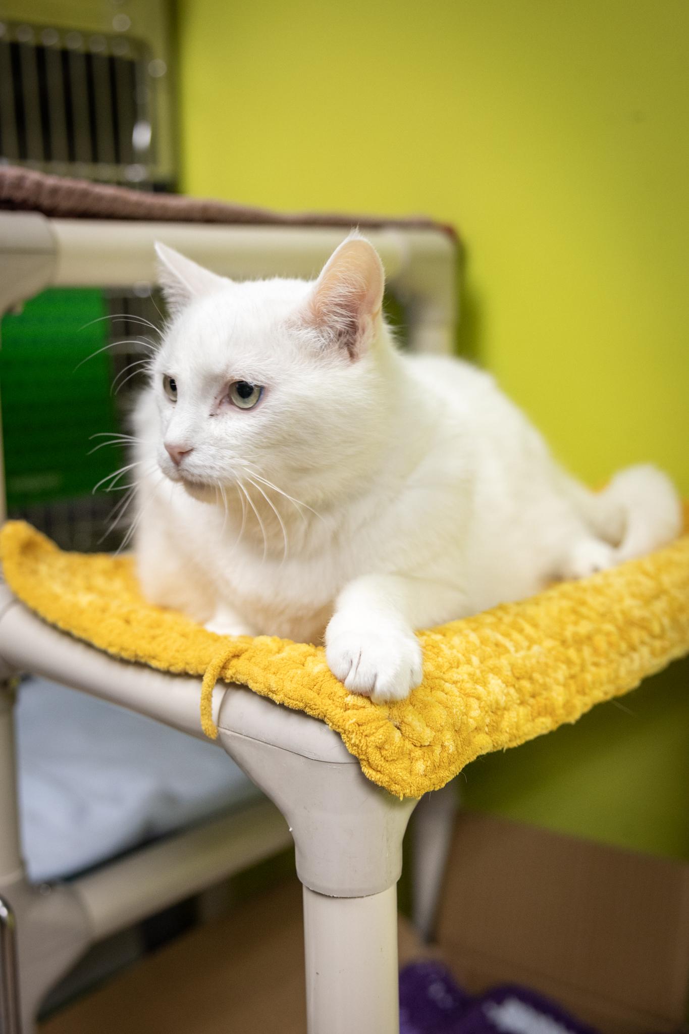 Horton, a ADOPTABLE Domestic Short Hair in Hamilton, ON image 3/5