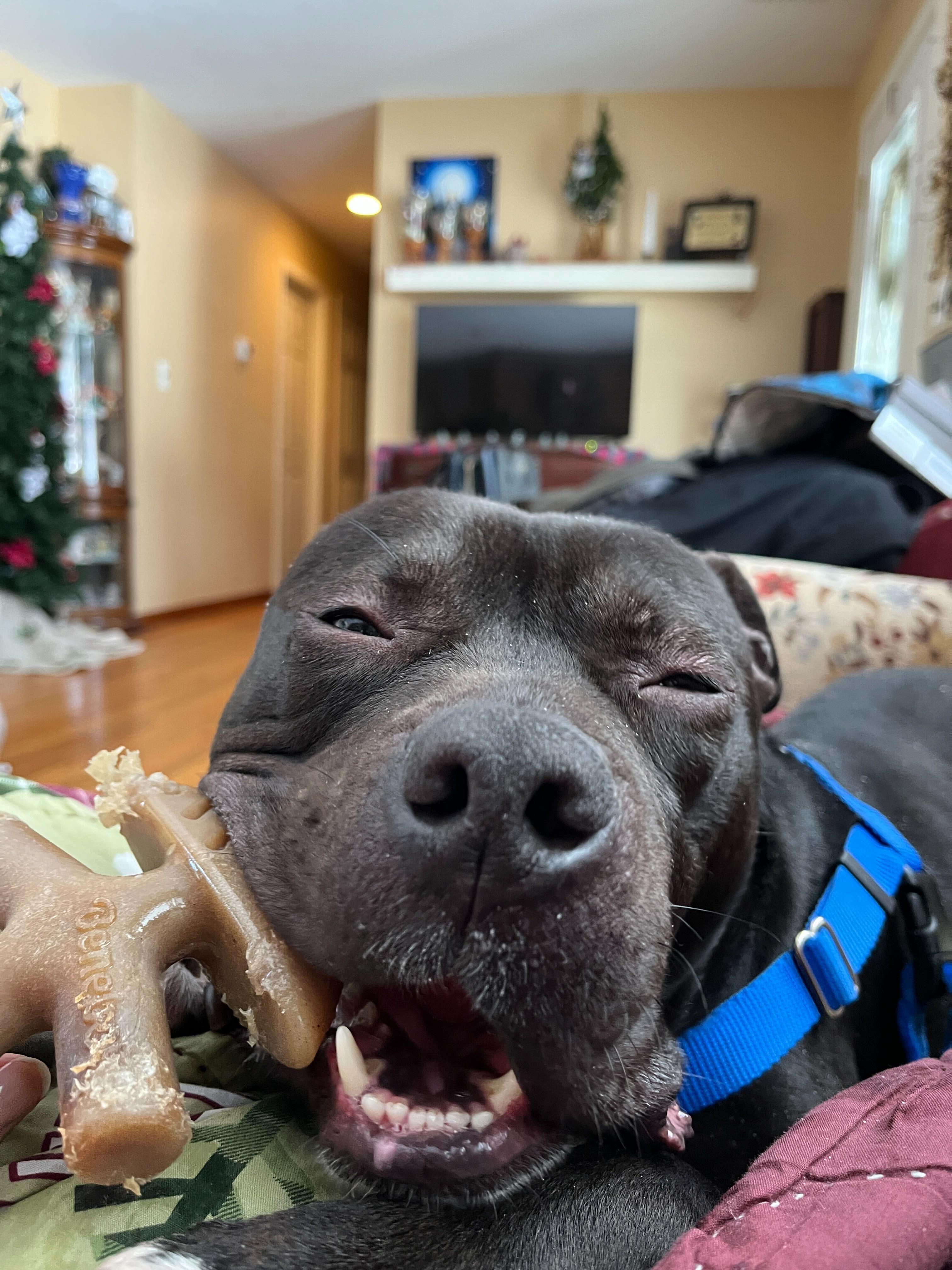 Enlarge Reggie, an adopted American Staffordshire Terrier in Conshohocken, PA image 1/6