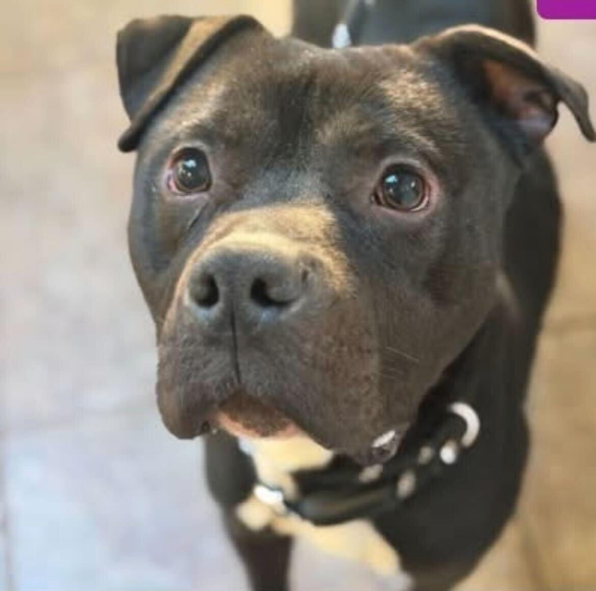 Enlarge Reggie, an adopted American Staffordshire Terrier in Conshohocken, PA image 3/6