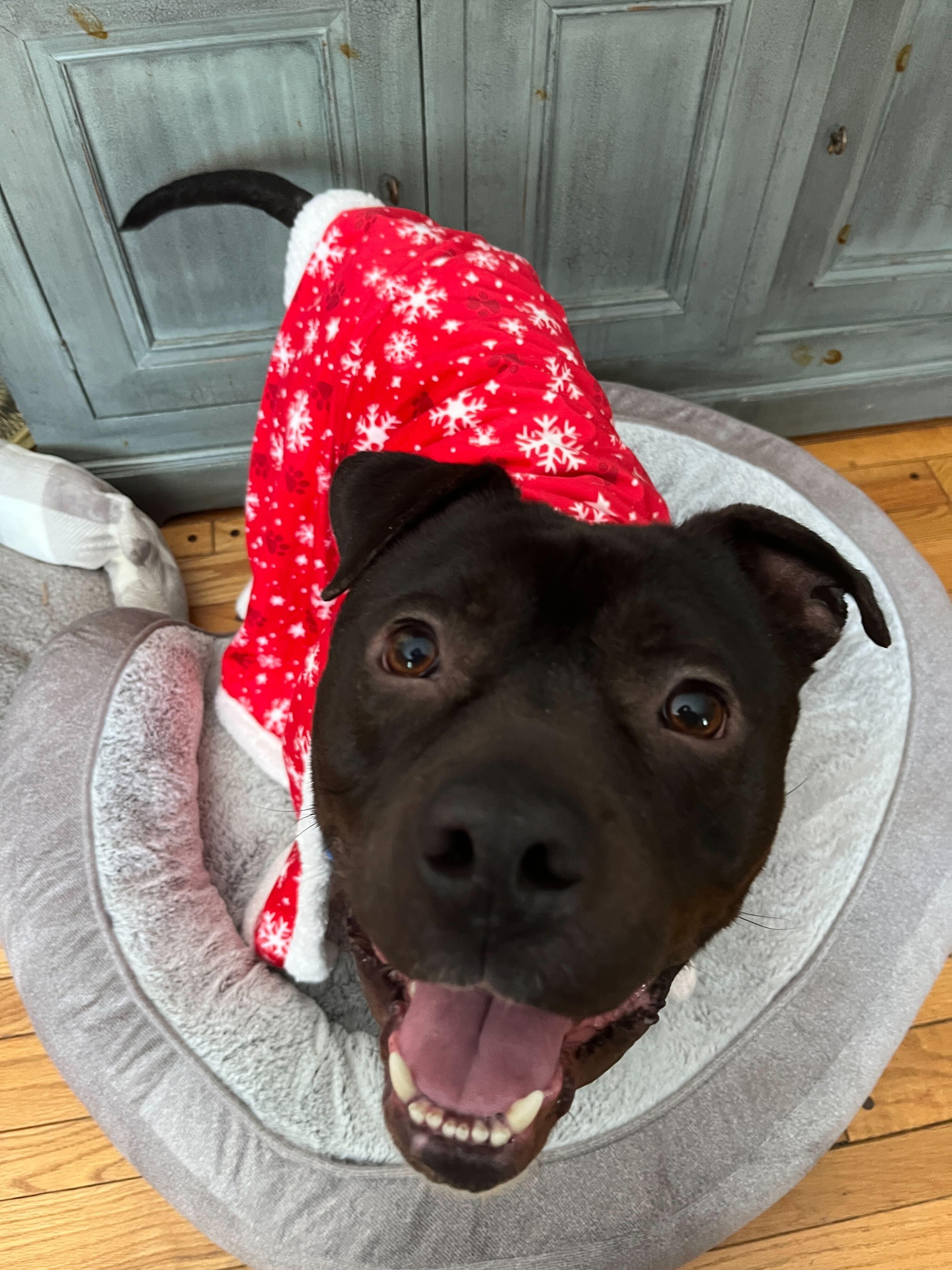 Enlarge Reggie, an adopted American Staffordshire Terrier in Conshohocken, PA image 4/6