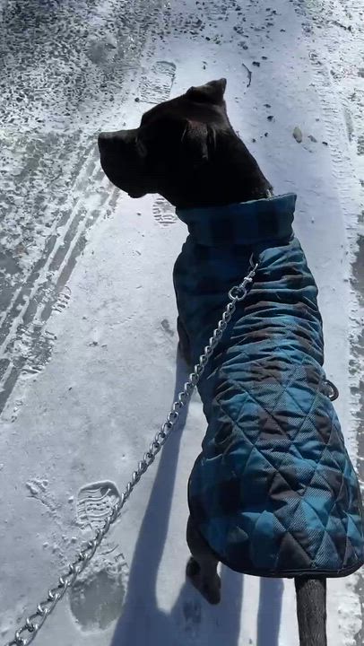 Enlarge Reggie, an adopted American Staffordshire Terrier in Conshohocken, PA video 2/6