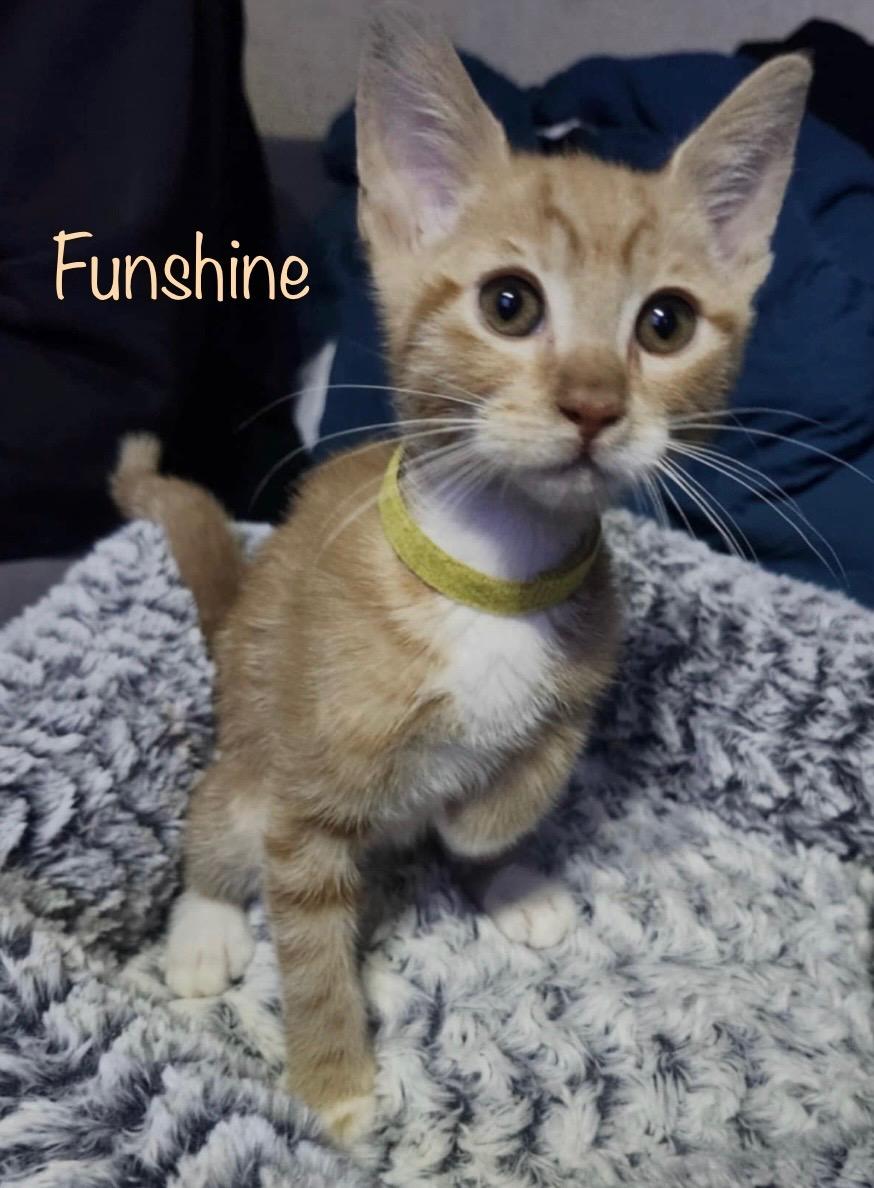 Funshine, Adoptable, Kitten Female Domestic Short Hair.