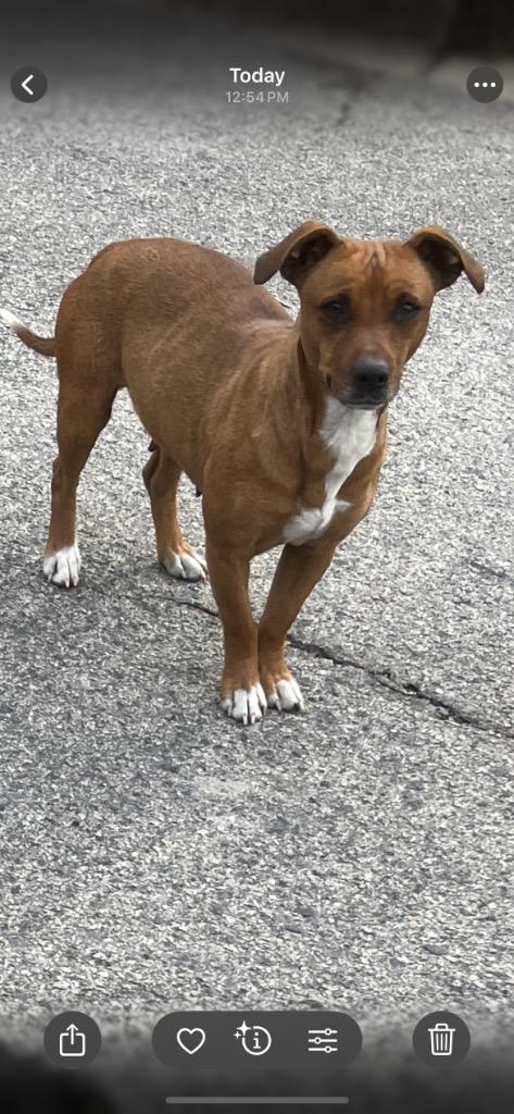 Enlarge Momma, a Adoptable mixed breed in Mount Gilead, NC image 1/1