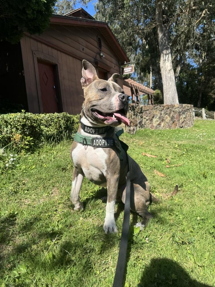 Ace, Adoptable, Adult Male American Bully & American Staffordshire Terrier.