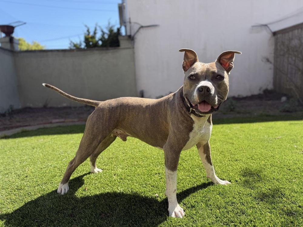 Enlarge Ace, a Adoptable mixed breed in Pacifica, CA image 2/6