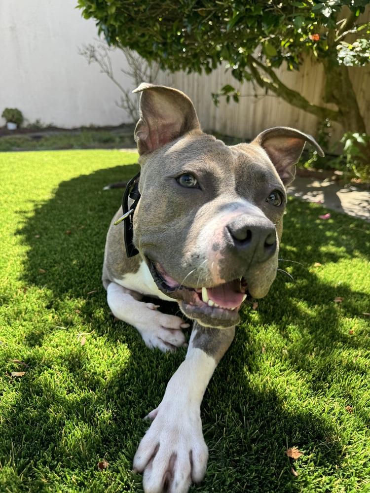 Enlarge Ace, a Adoptable mixed breed in Pacifica, CA image 3/6