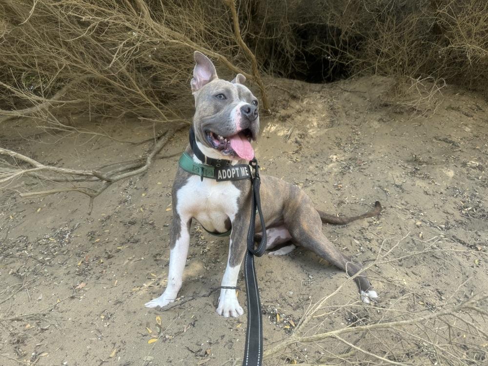 Enlarge Ace, a Adoptable mixed breed in Pacifica, CA image 4/6